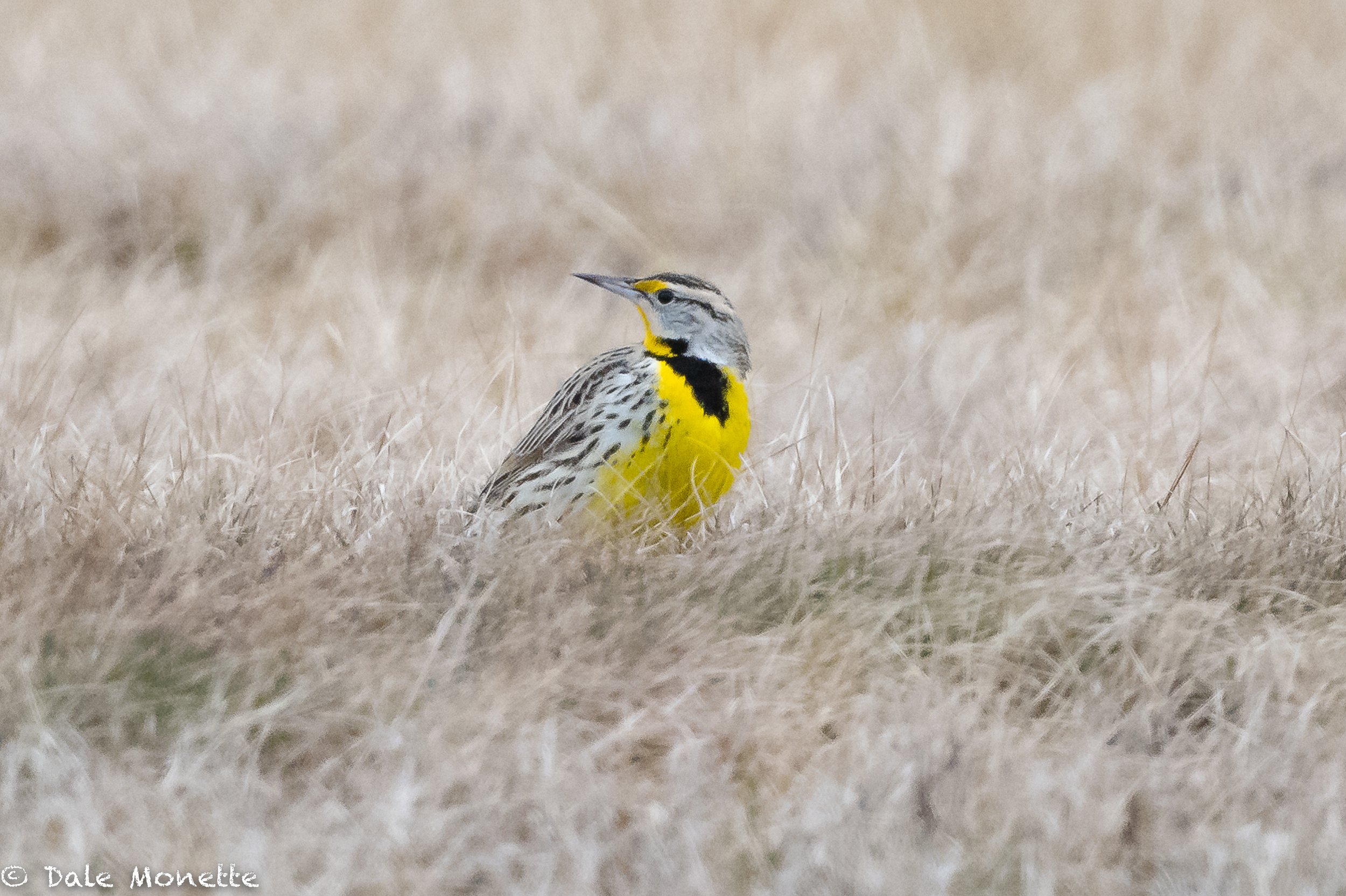   I found this eastern meadowlark toughing out the New England winter at the Northampton airport this morning.  He was also singing as it was overcast with an impending rain/snow storm coming this evening.  