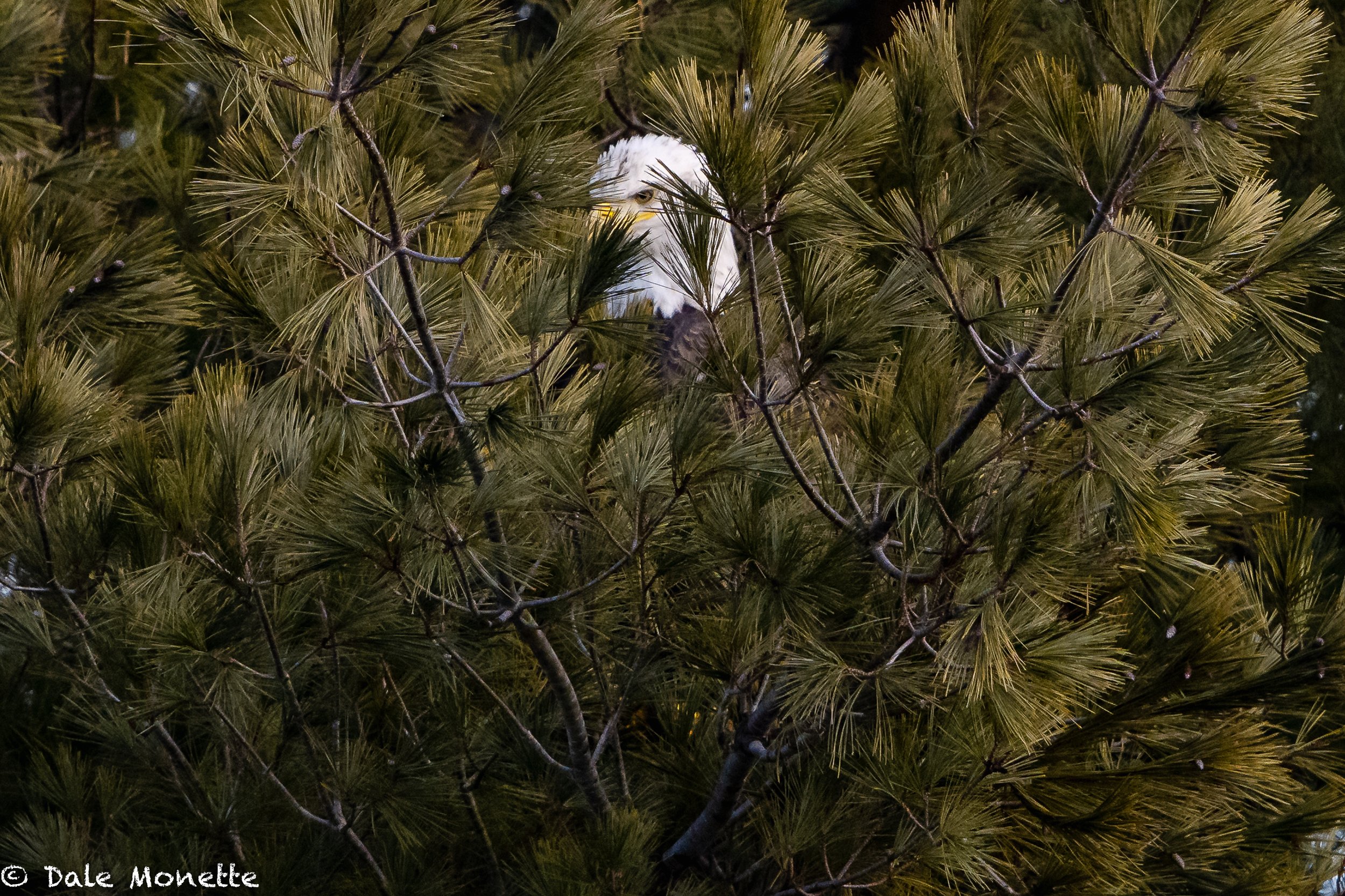   The same eagle as the last image here, but in a different tree with more obstructions to hide behind !   