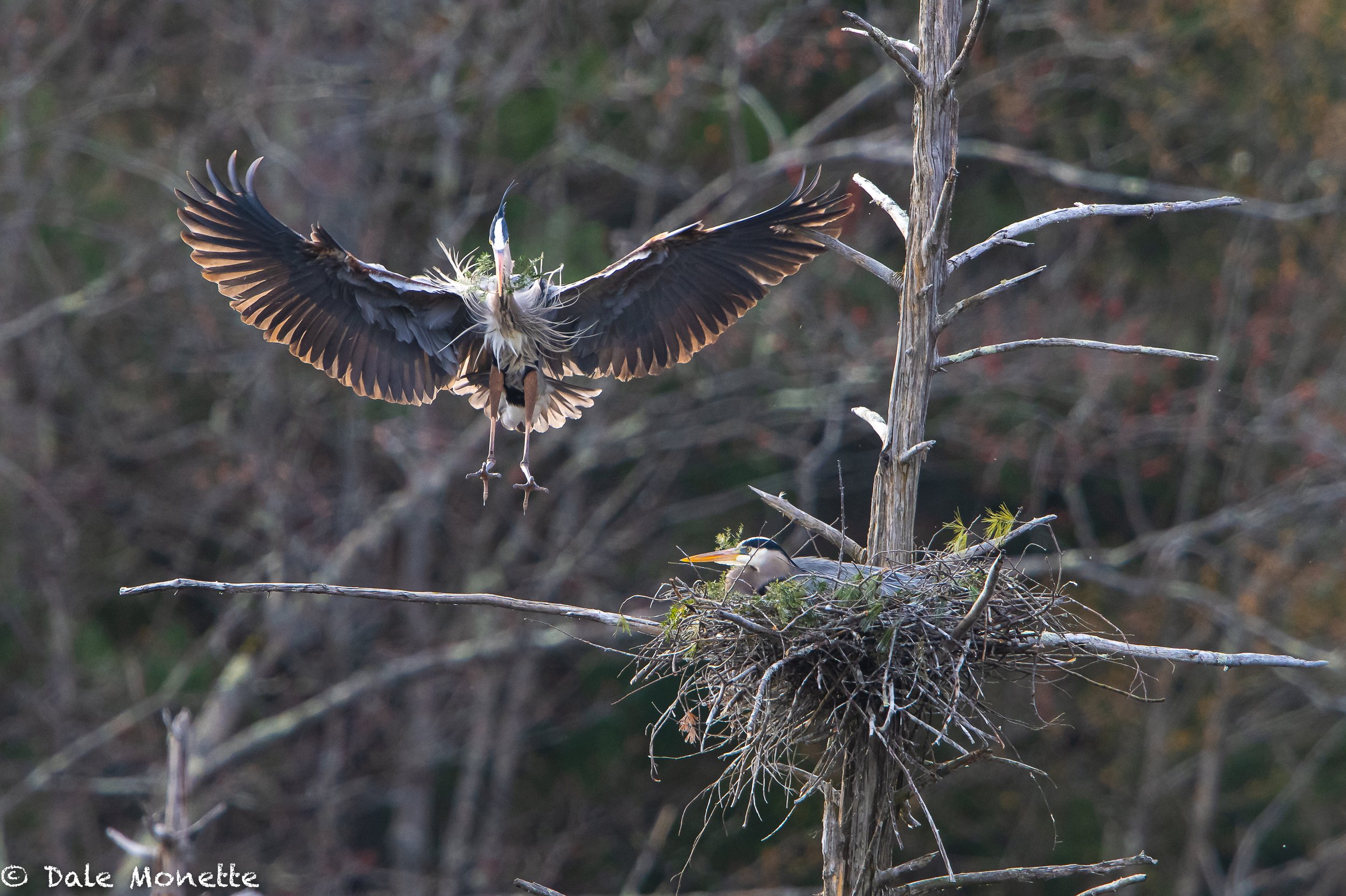   It won’t be long before these guys start showing up inland!    Be ready to understand the life of the Great Blue Herons when they arrive .. Get my new book Genius Of The Swamp for $30. Contact me for details by hitting the yellow “contact” above.  