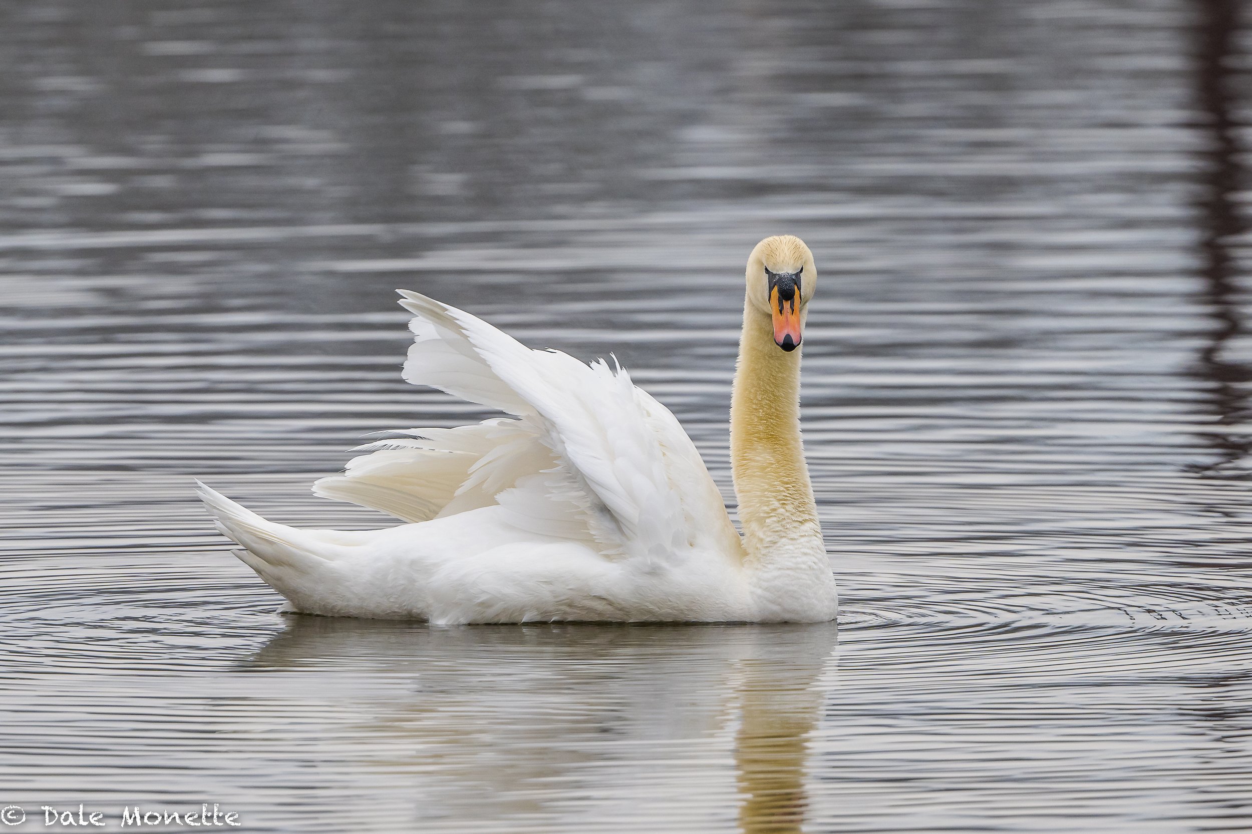   I felt the evil stare from this mute swan from 100 yards away!    