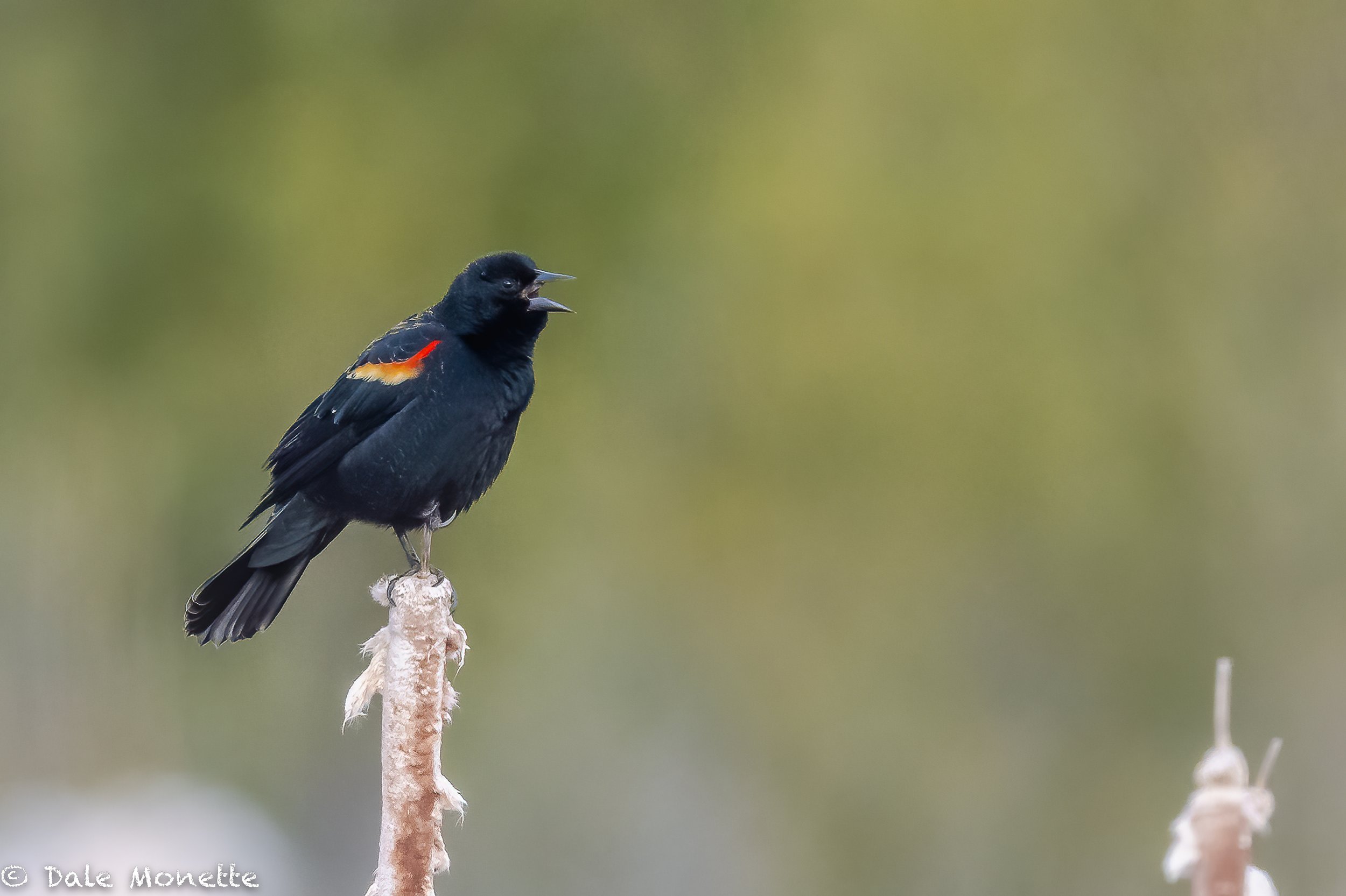   This red winged blackbird had me fooled.  I thought spring was just around the corner!    