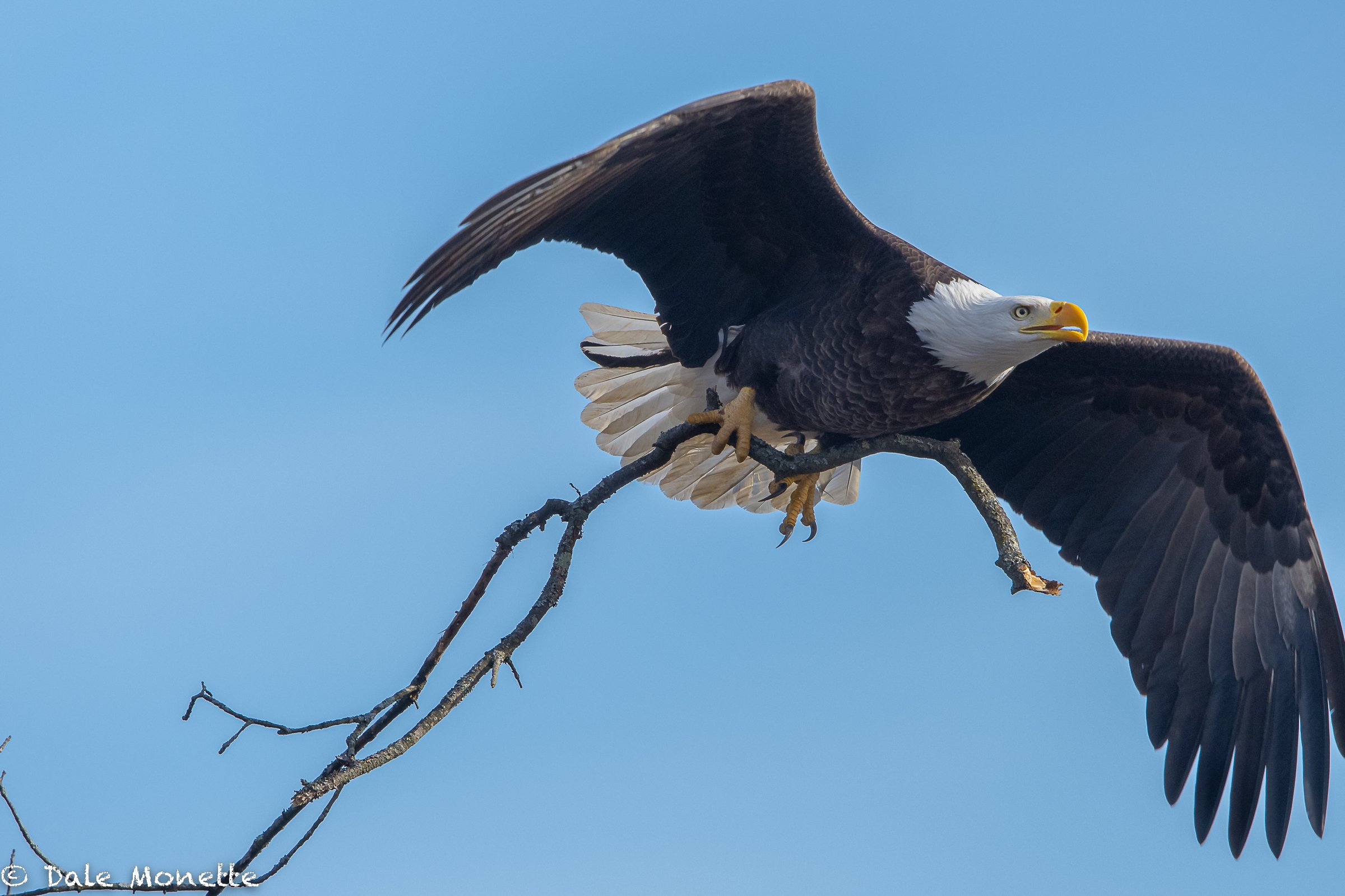   This eagle flew right over me as I watched from about 150 yards away while it was picking up sticks for the nest.  The next image is also this same eagle in a different view.    