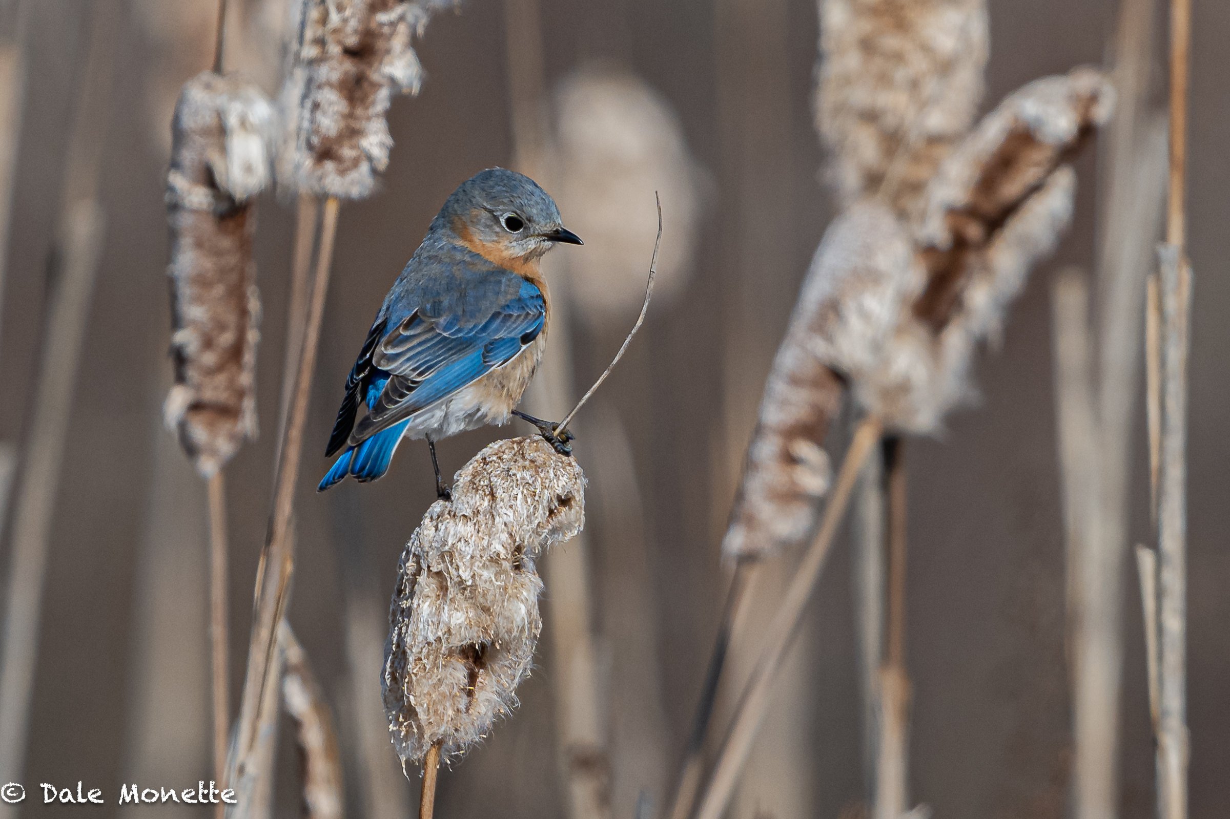   I found a small flock of bluebirds hunting for insects around a small bog that had some open water one day earlier this week.    Here is one of them…  