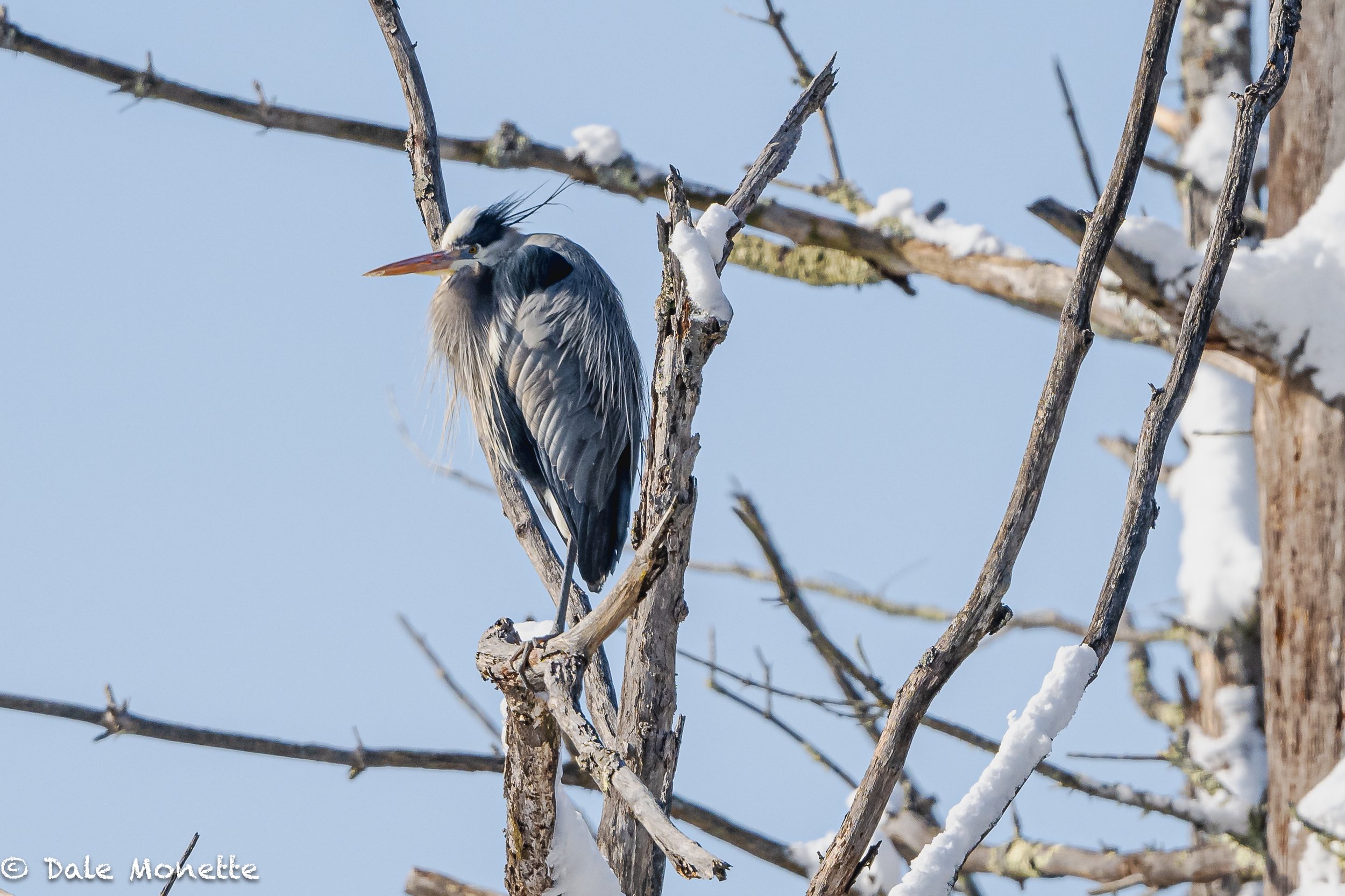   Great blue herons are slowly coming back to their heronries…. this is the first one I have seen this year and it had another one with it.  
