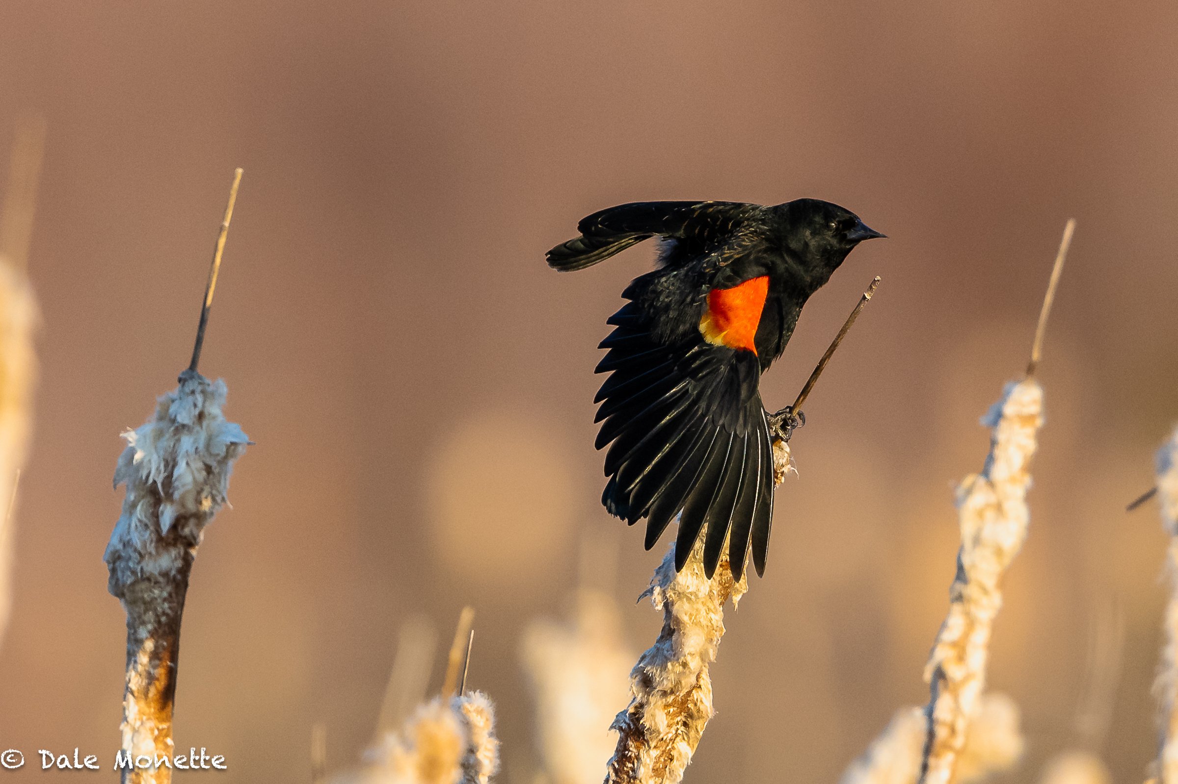   Happy first day of spring…from the red winged blackbirds …28 degrees F and 7:15 AM…calling already!     