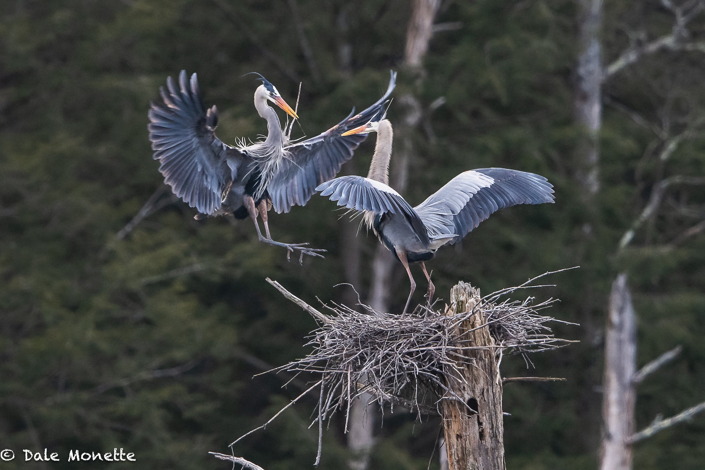   The nesting season for the great blue herons has started!…  