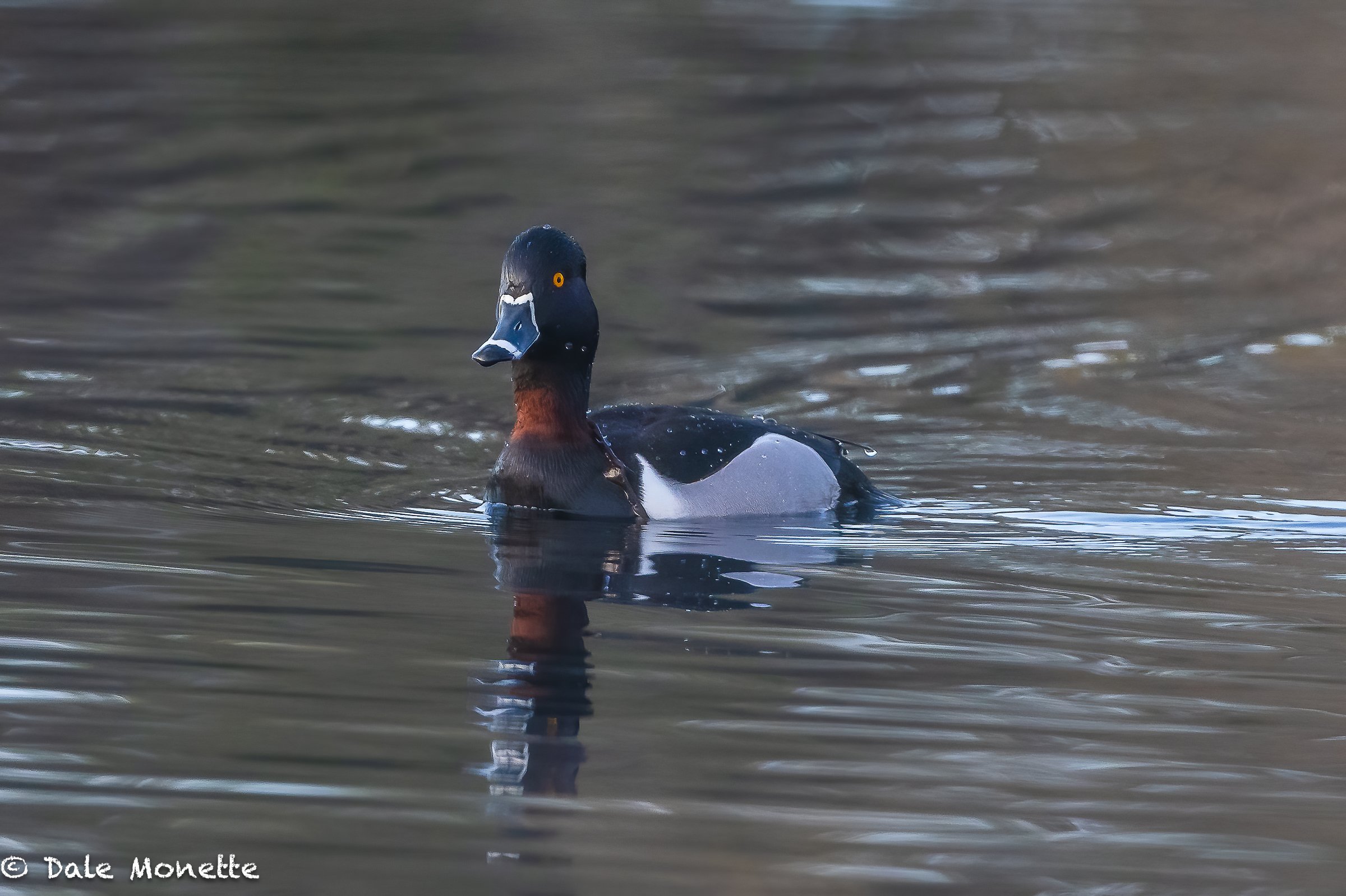   Here is a photograph of a ring neck duck, actually showing his ring, which can be hard to see at times. I love this time of year because they are all over the place, then they disappear as quick as they arrive.   I see them nesting in small ponds i