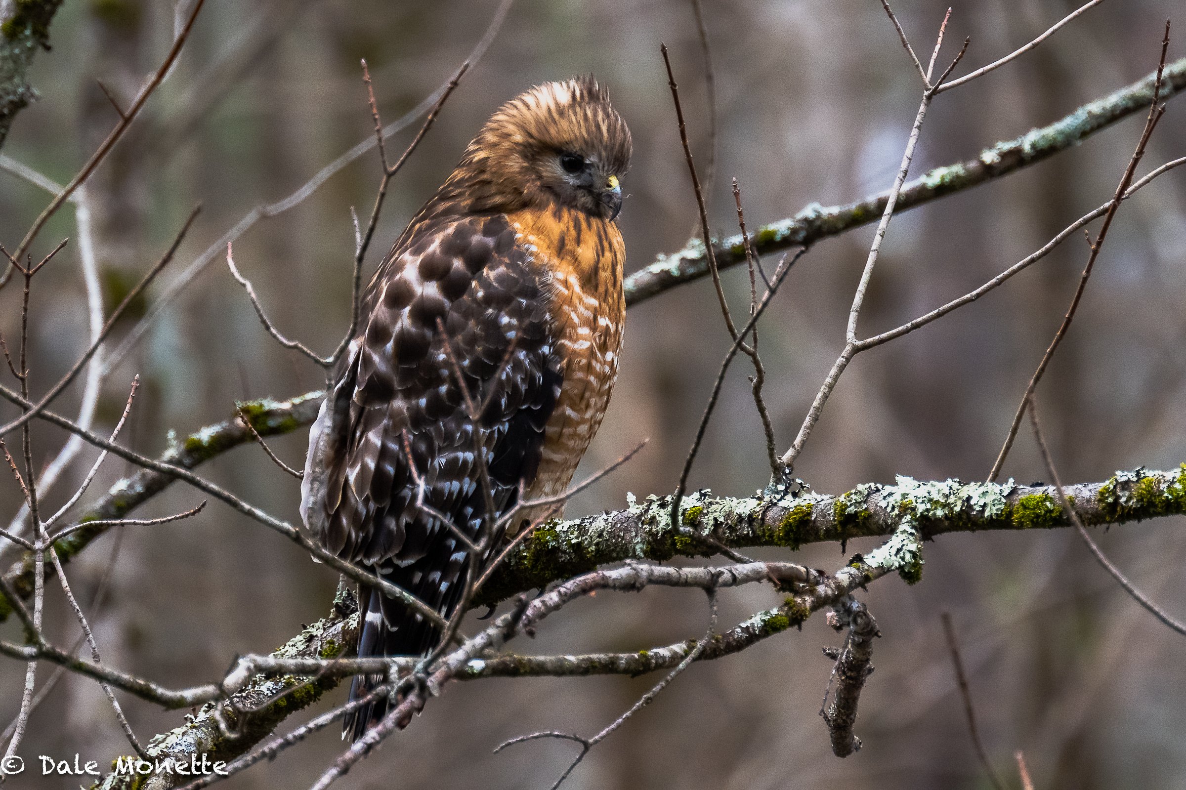   This morning I stumbled upon this red shouldered hawk watching out over a wetland for voles or mice. He was so focused on his food that he never batted an eyelash (feather?) while I took photographs of him at work.  