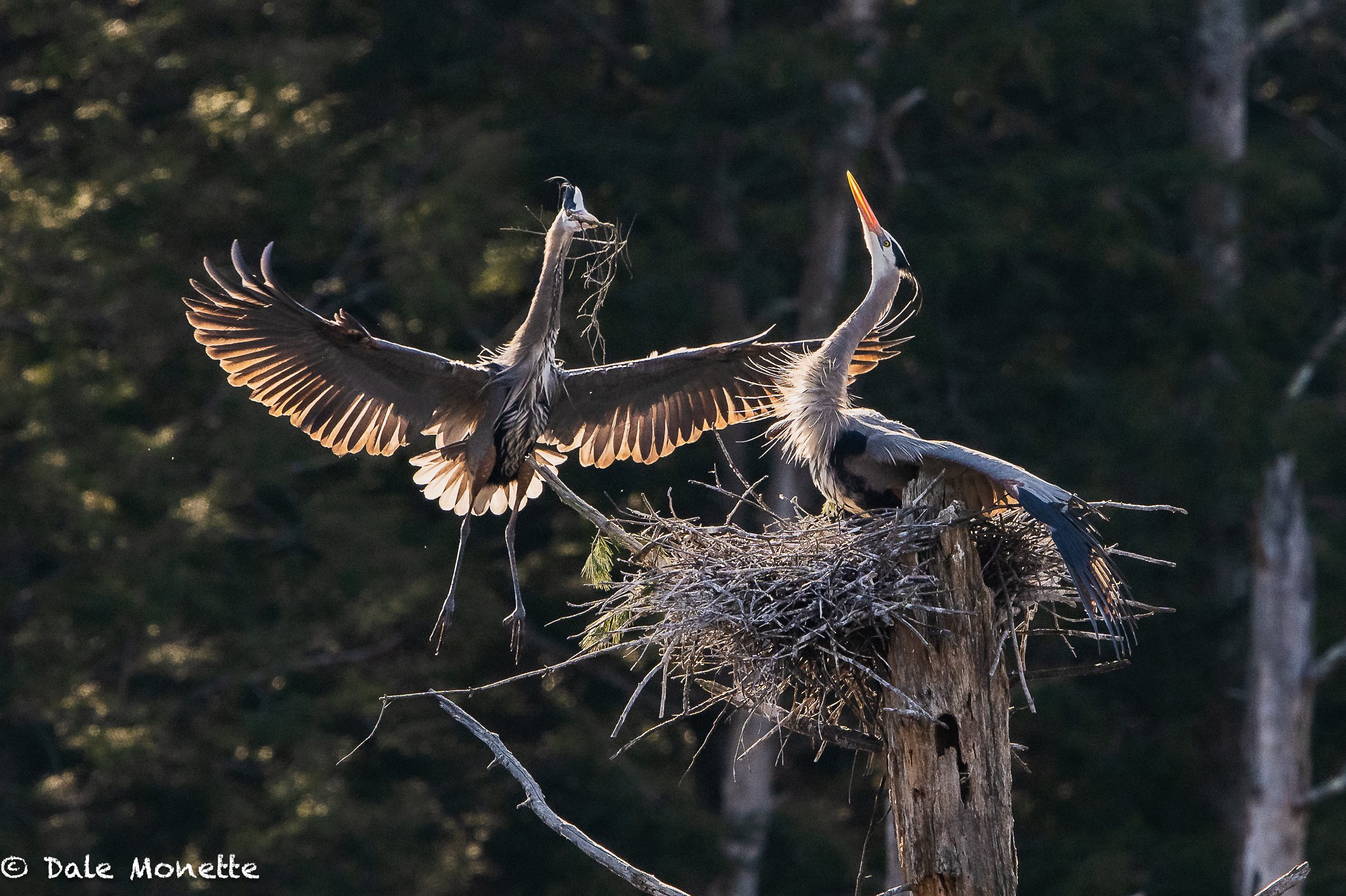   The great blue herons just keep on adding sticks the nests.   