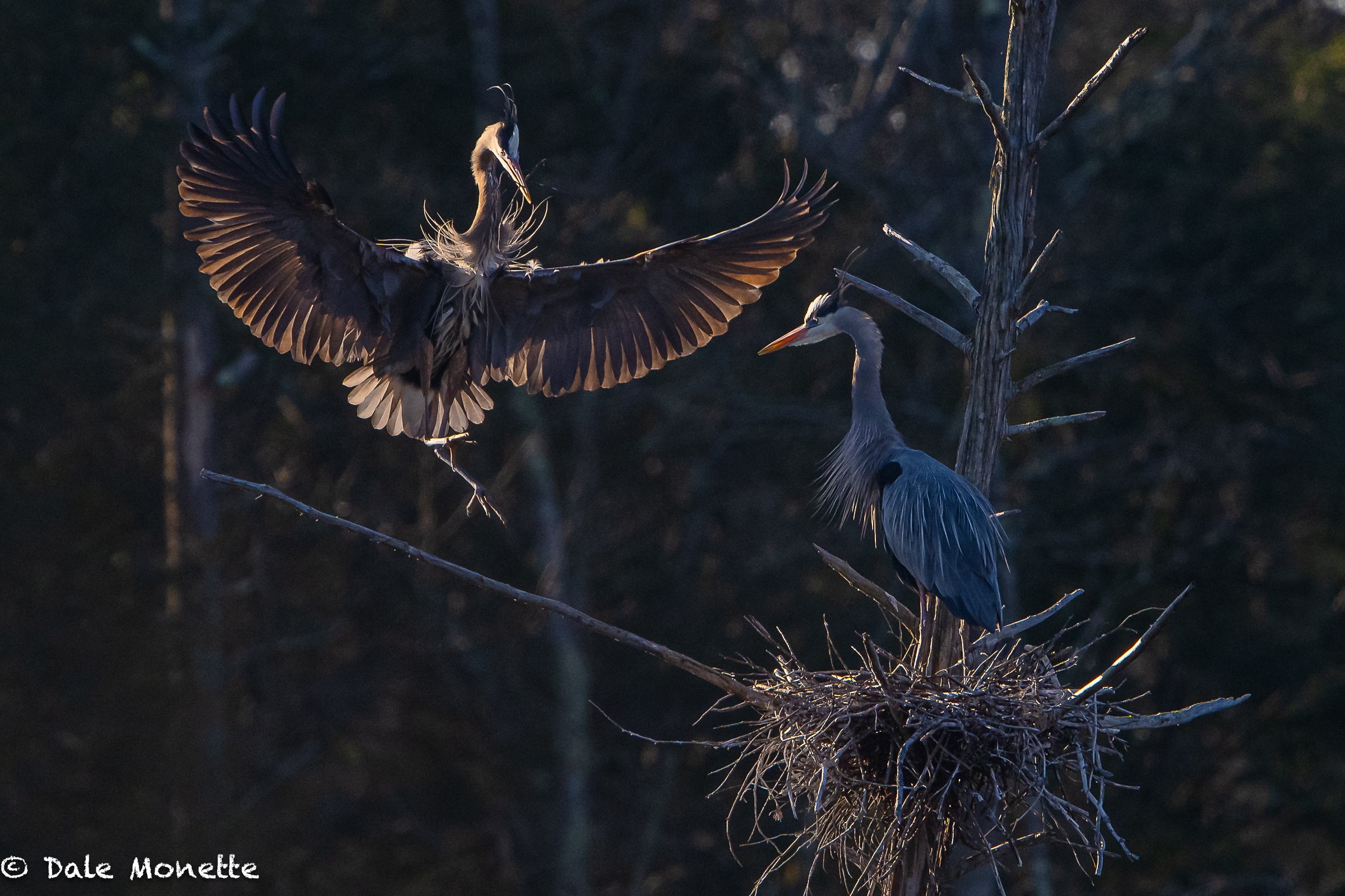   "In every walk in with nature one receives far more than he seeks." ~John Muir.                                       (click  next  to continue)  