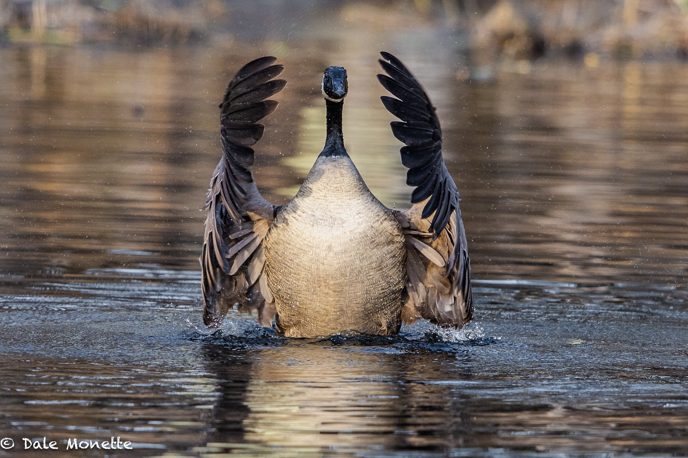   Early morning waves from the resident male Canada goose.  