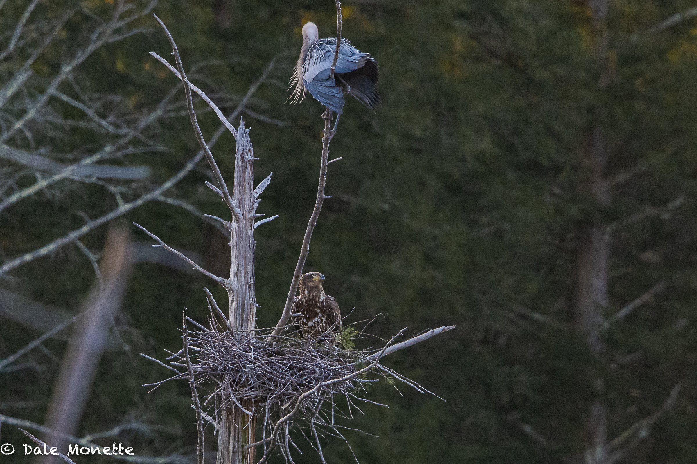   An immature bald eagle sits in a great blue herons nest and all the female heron can do watch.  This eagle tore through the heronry for about 7 minutes then left without doing any harm.  