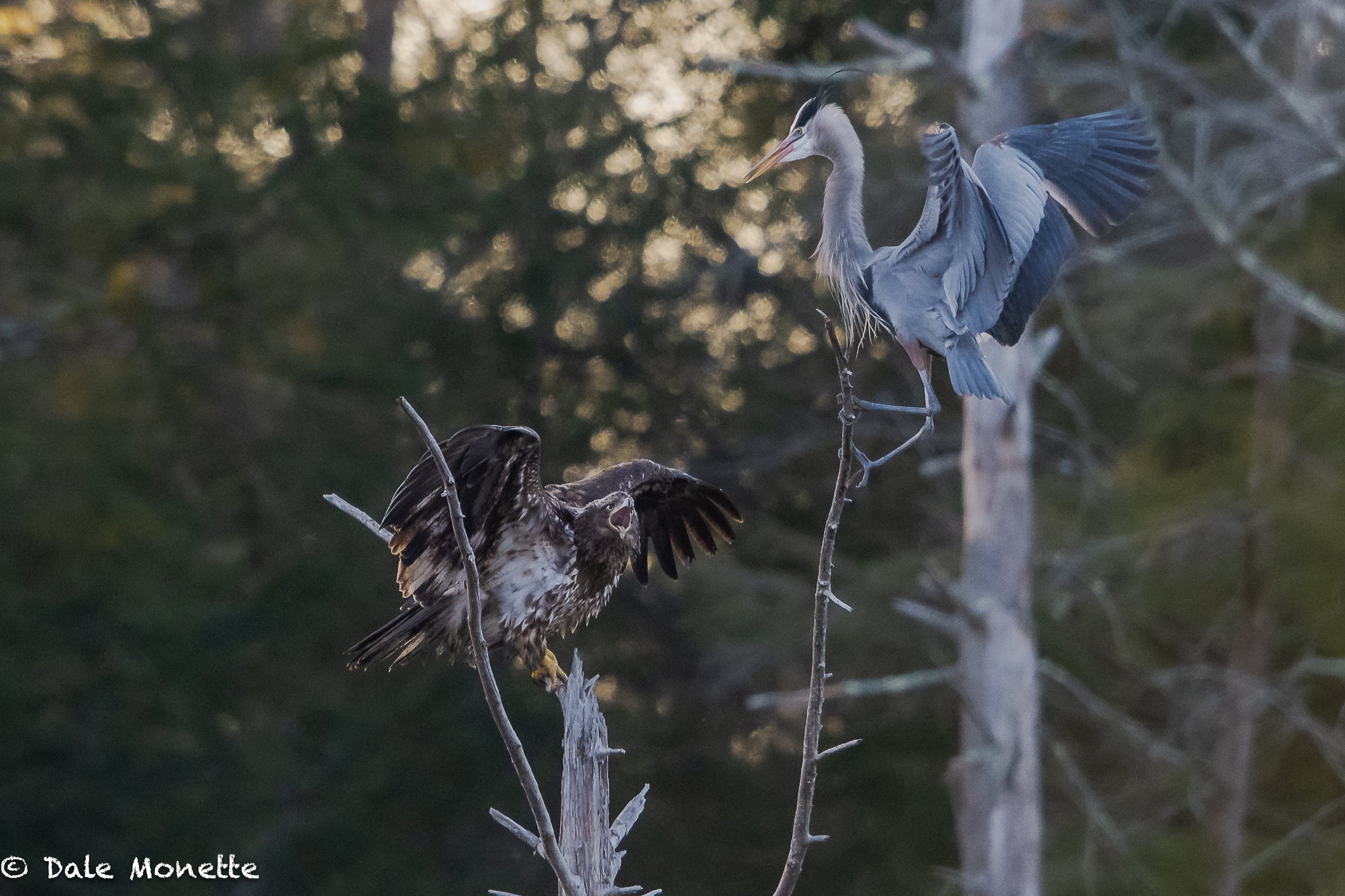   An immature bald eagle drives female great blue heron off of her nest in the early nesting season.  