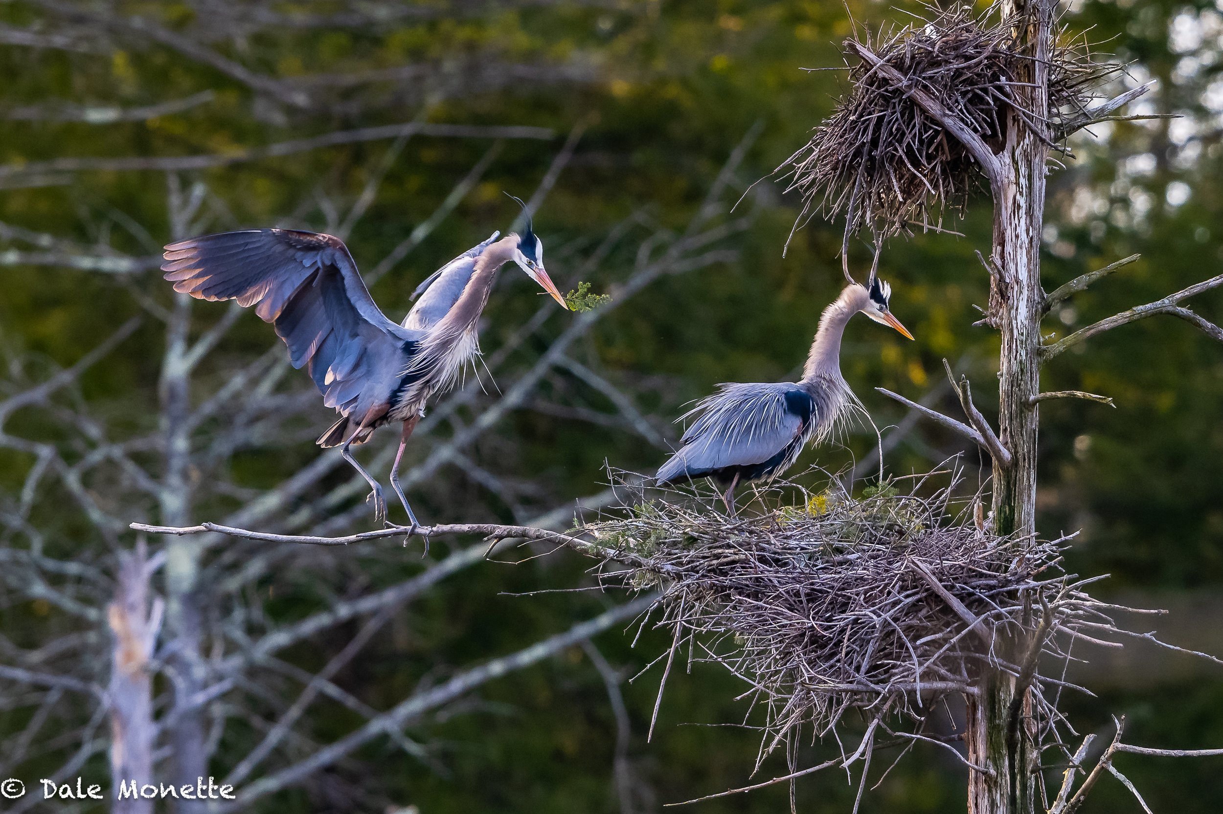   The nest building/repair season is just about done. The male will keep bringing in sticks occasionally until the chicks fledge.  