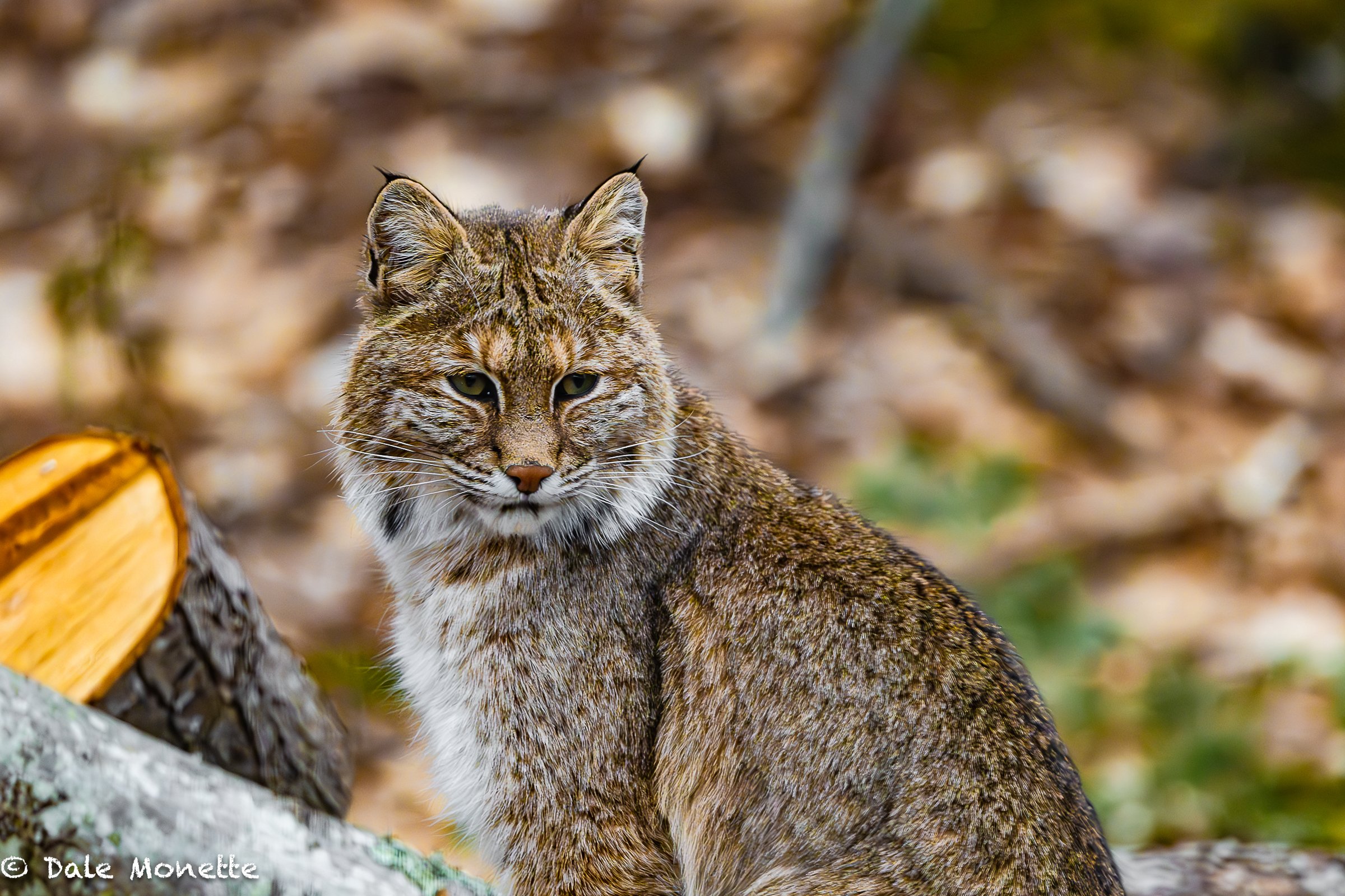   This bobcat image was taken with a 500 mm Nikon lens and camera from our kitchen window.  It was about 30 feet out in the yard sitting on a log pile. I only had the 500 in the house and it was too much!    