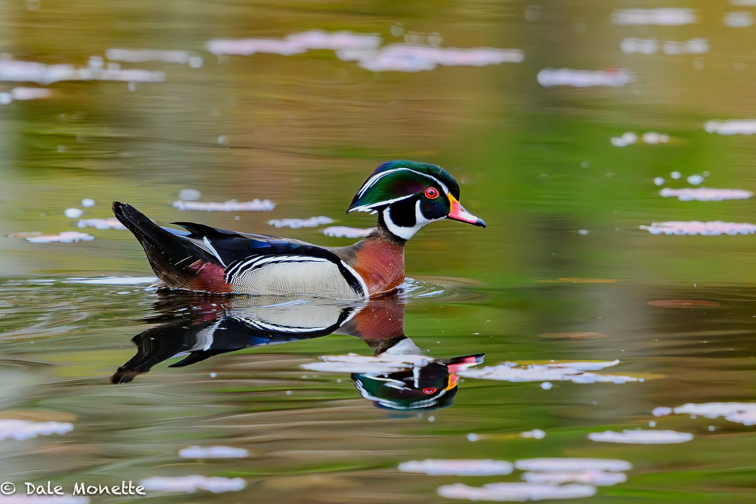   Nothing like a male wood duck swimming right by with not being spooked!    