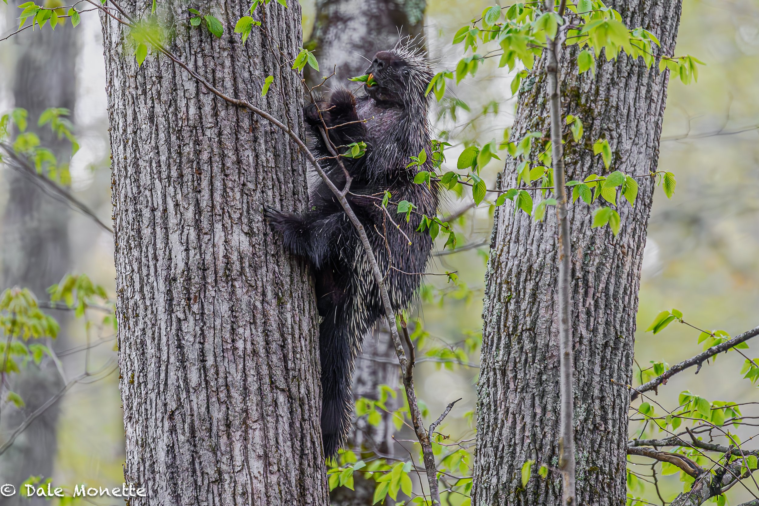   I spotted this porcupine eating his breakfast way up in the trees yesterday. He just stared at me as I took a few photos and left him to his business of eating fresh leaves just popped out the last few days.  