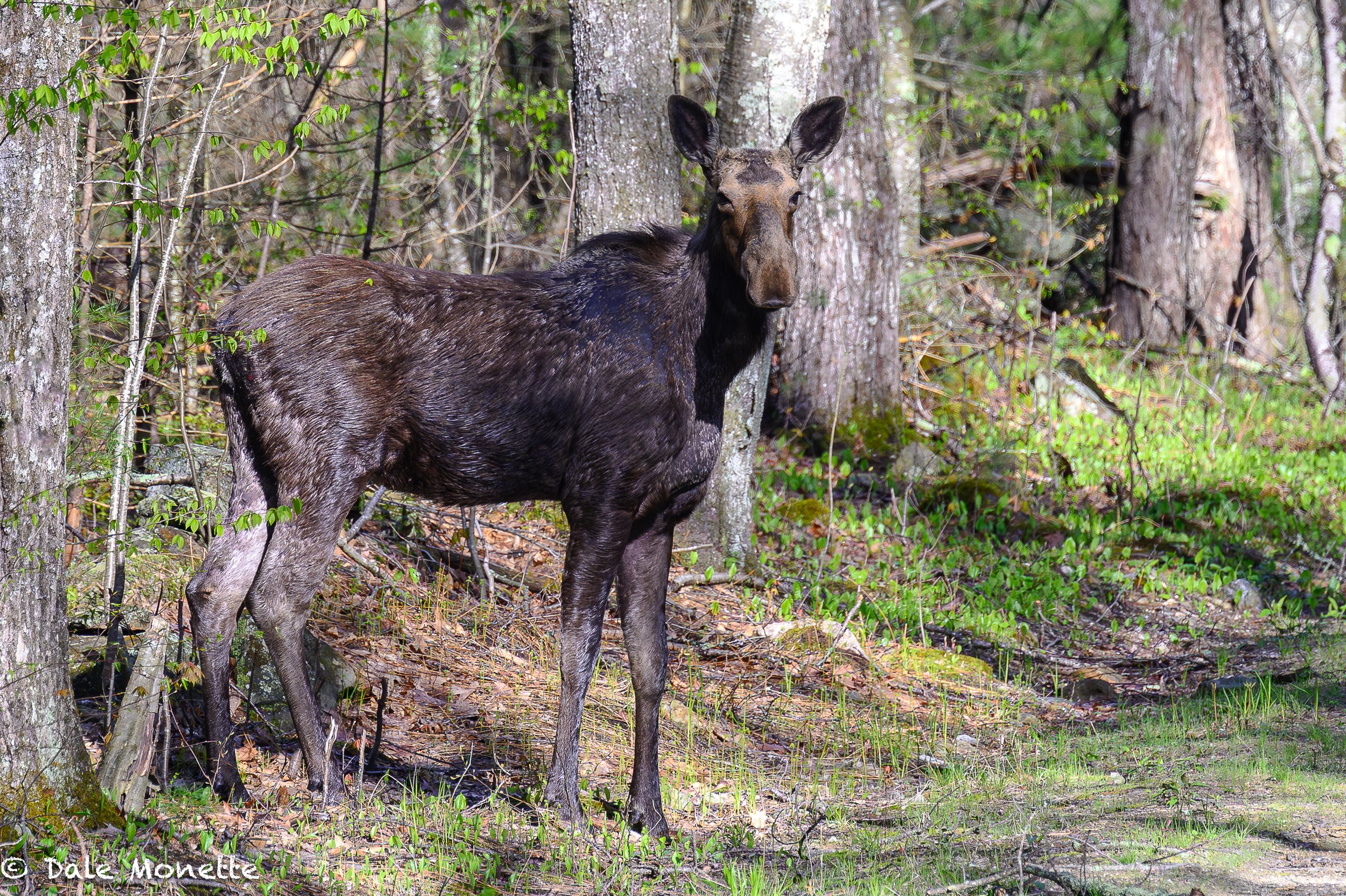   The lighting was great when this adult female moose walked across the road in front of me! You can see where she is shedding around her shoulders.  