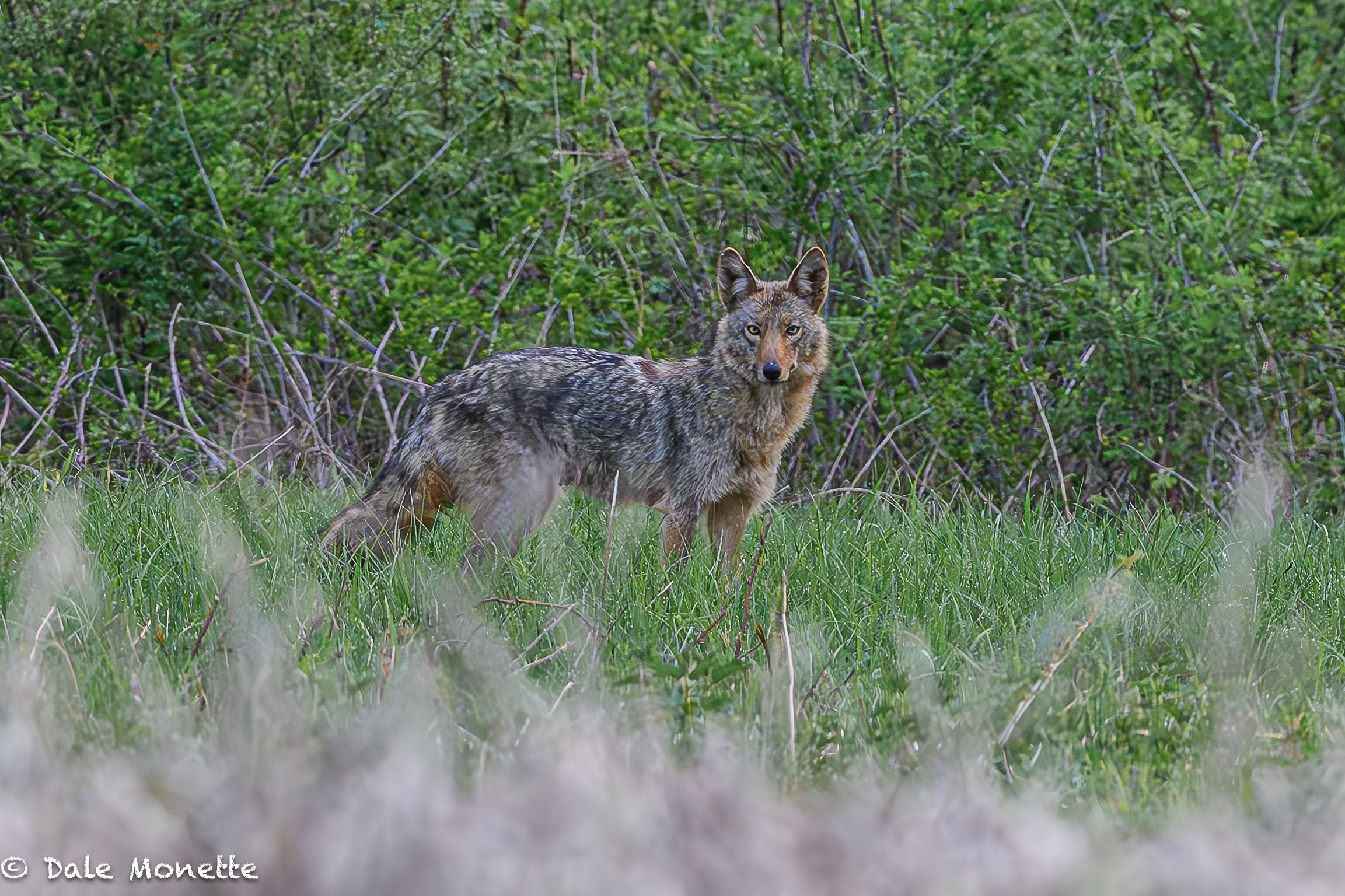   Another reason to get up and out before sunrise.  I watched this large male eastern coyote hunting for mice for about 30 minutes.  He didn’t seem to mind me being along the side of the field.  Finally he wandered off into the woods.  