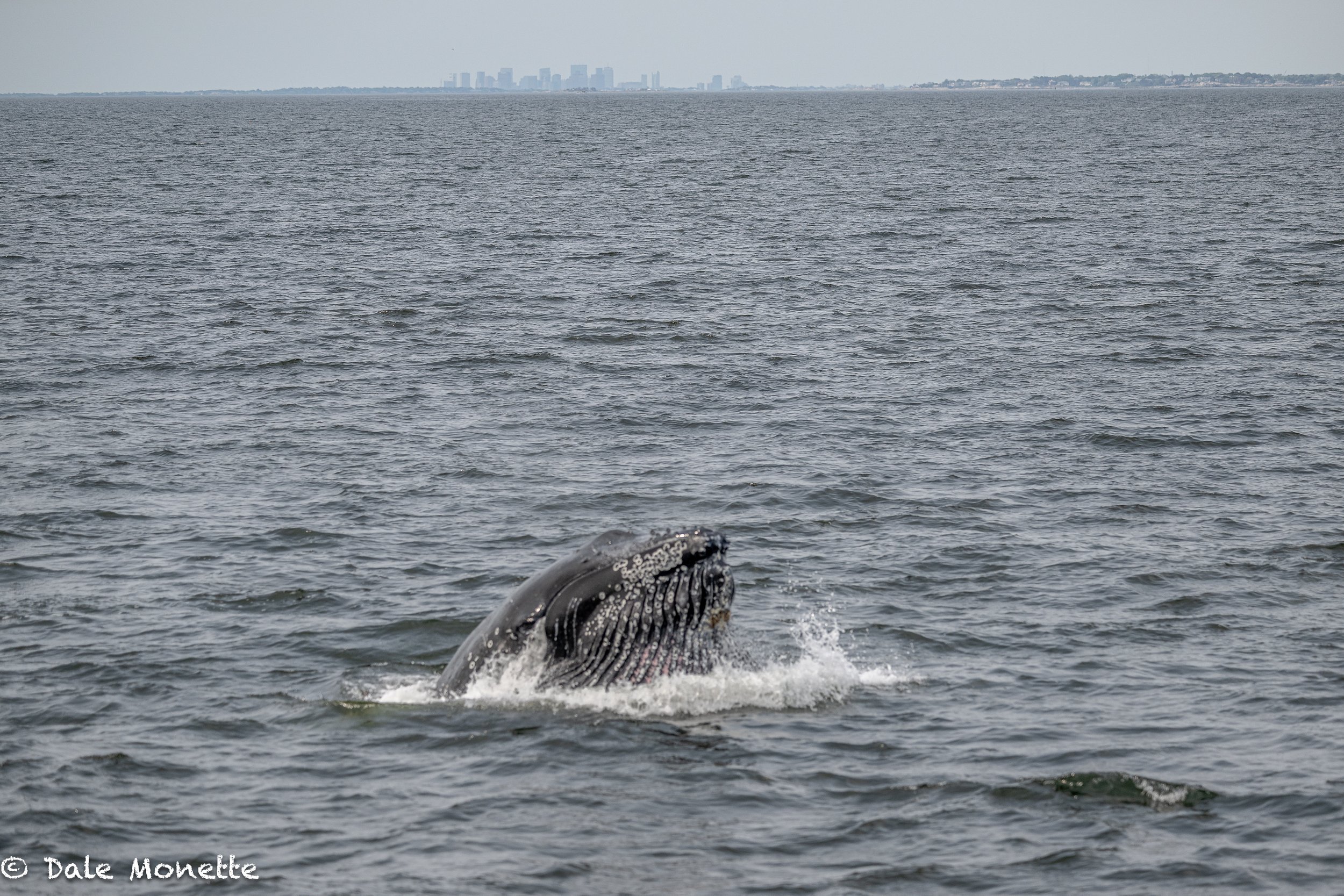   A male humpback whale lunge feeding 25 miles north of Boston out on the Stellwagen Bank National Marine Sanctuary.  