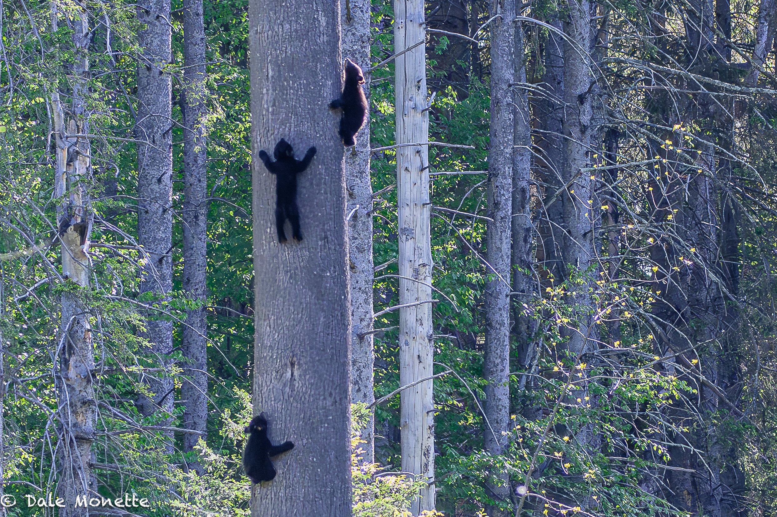   For the second time this week I have found a sow black bear with cubs up a tree!  