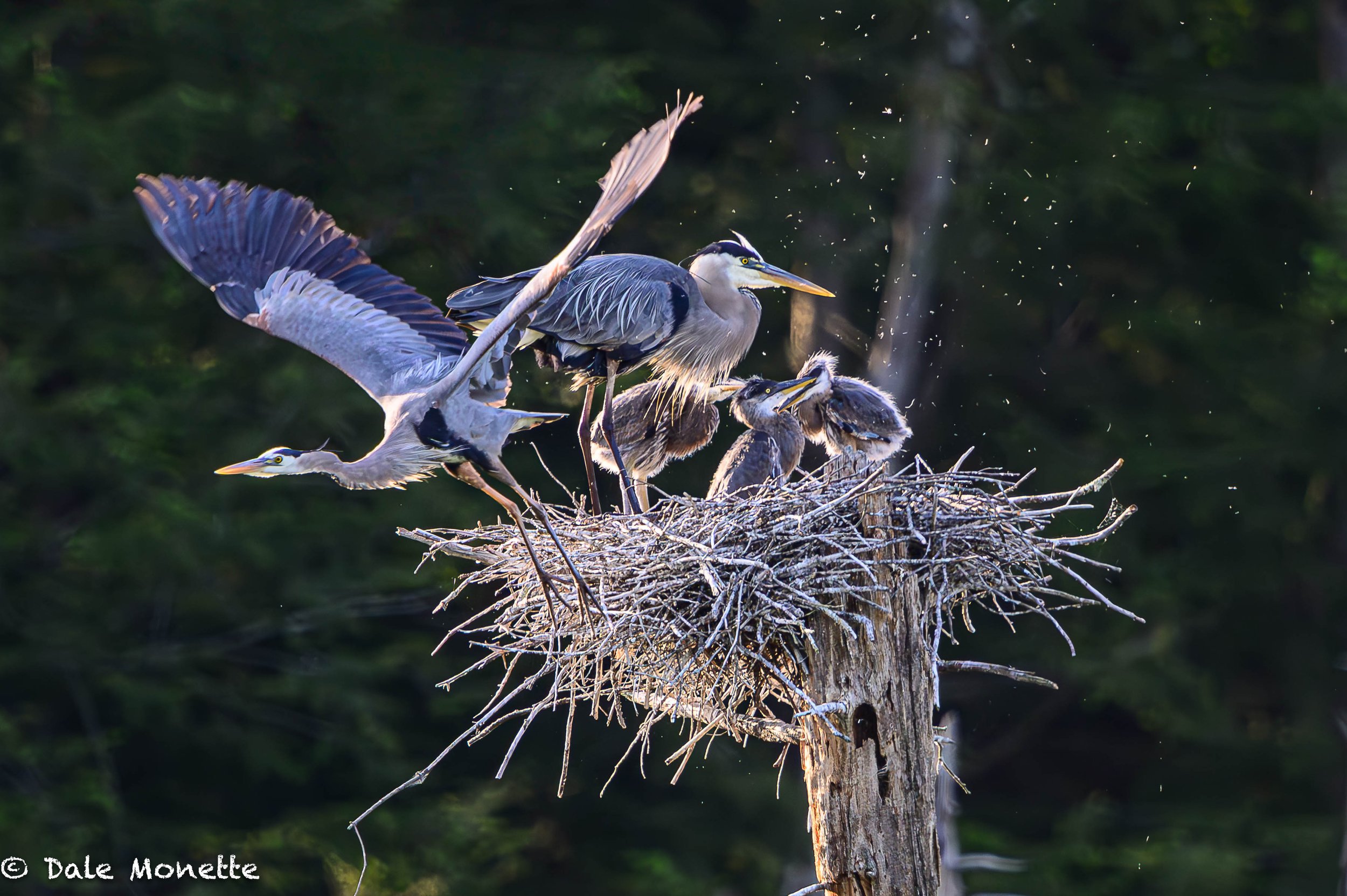   A quick nest change…15 seconds for one adult loaded down with food in its gullet for the chicks, and the attending adult to blast off in a flash of feathers and dust back to the ponds.  
