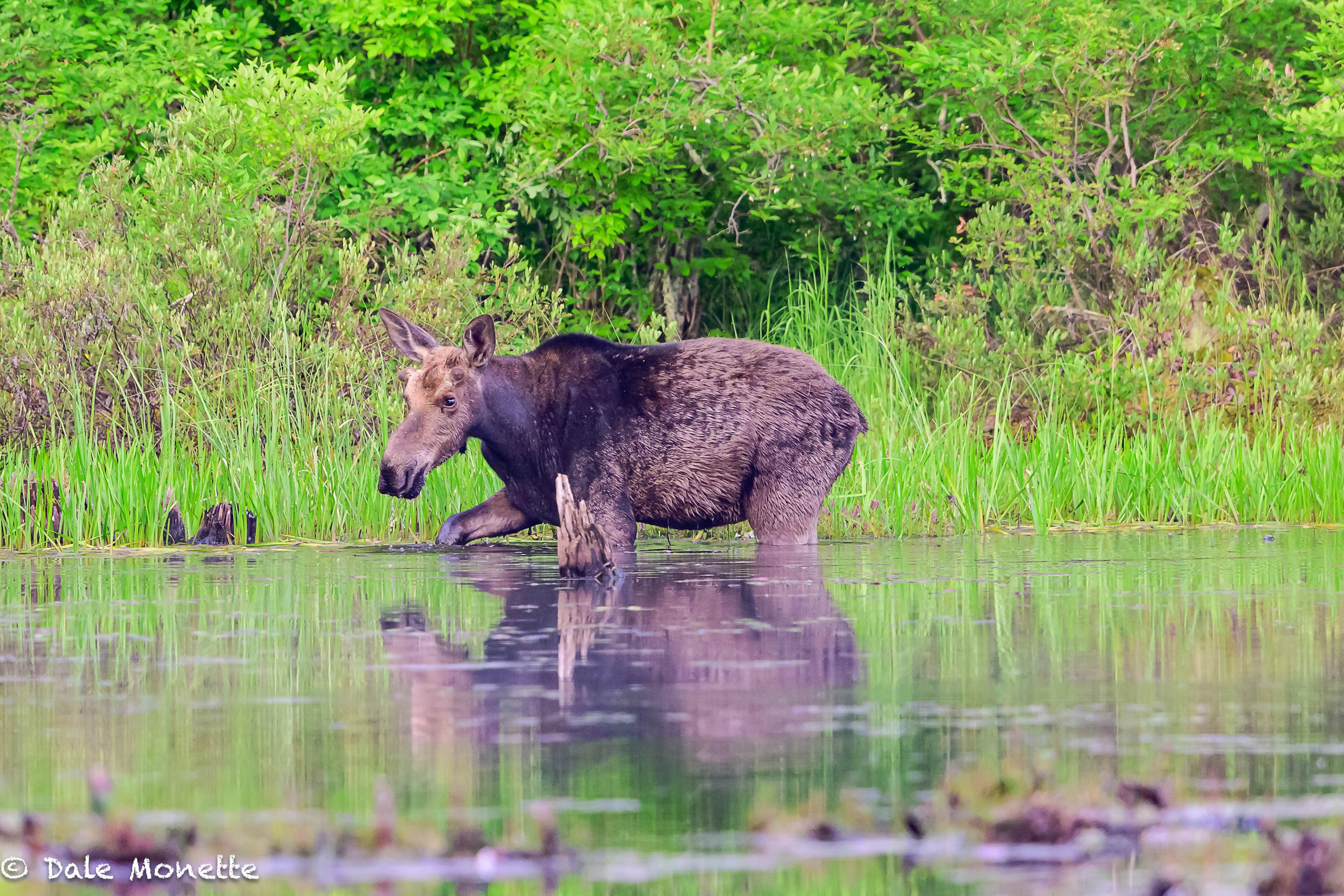   This is the first moose I have discovered in the ponds this year. A small year old bull.  Notice the small antlers just starting to grow. ……Ma was not far away..  I have her pictures also.  