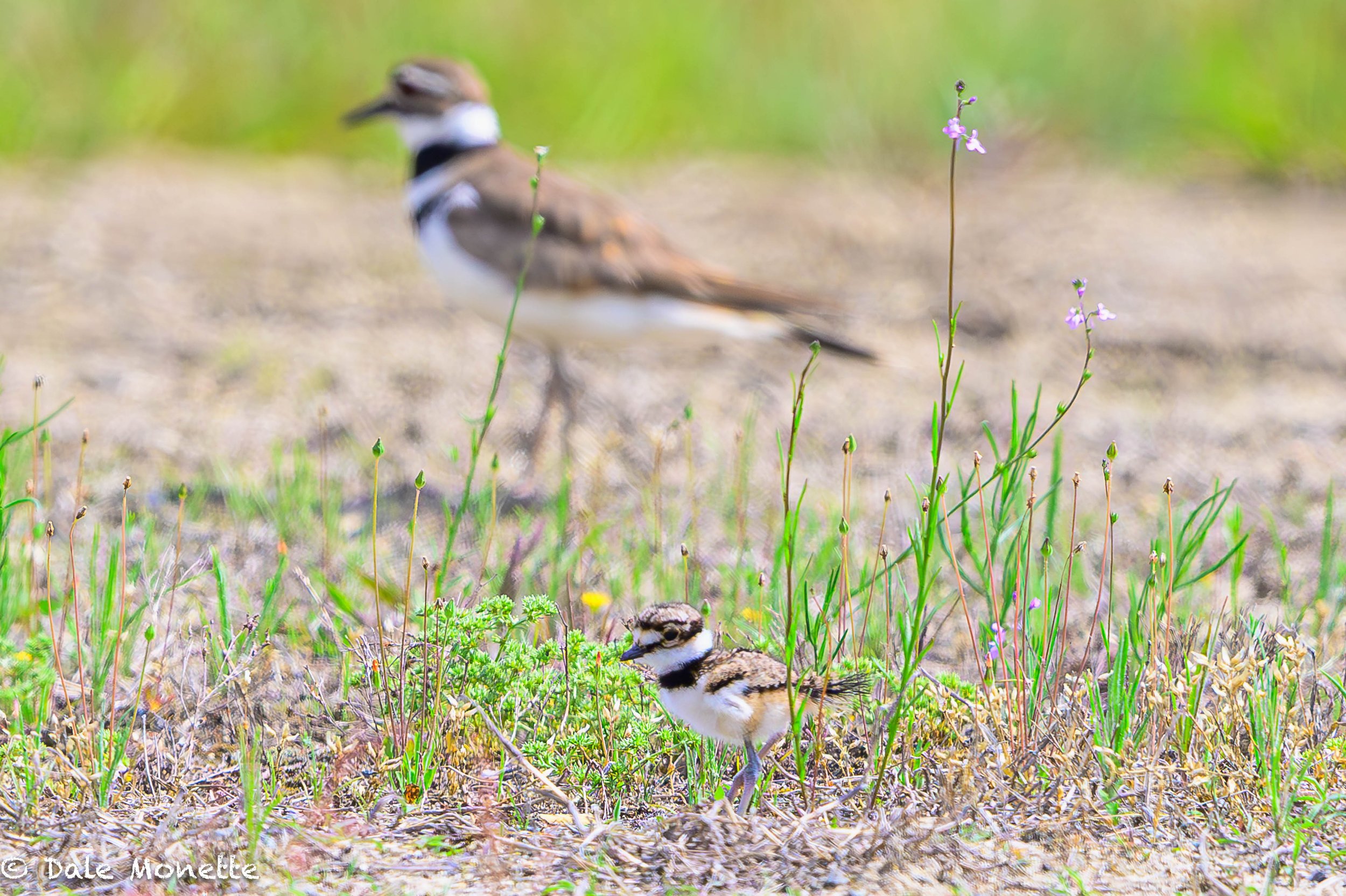   Today I found this female Killdeer and her 2 chicks feeding at a local airport where she nested. I would say the chicks are about a month old and they run like they are jet powered!  