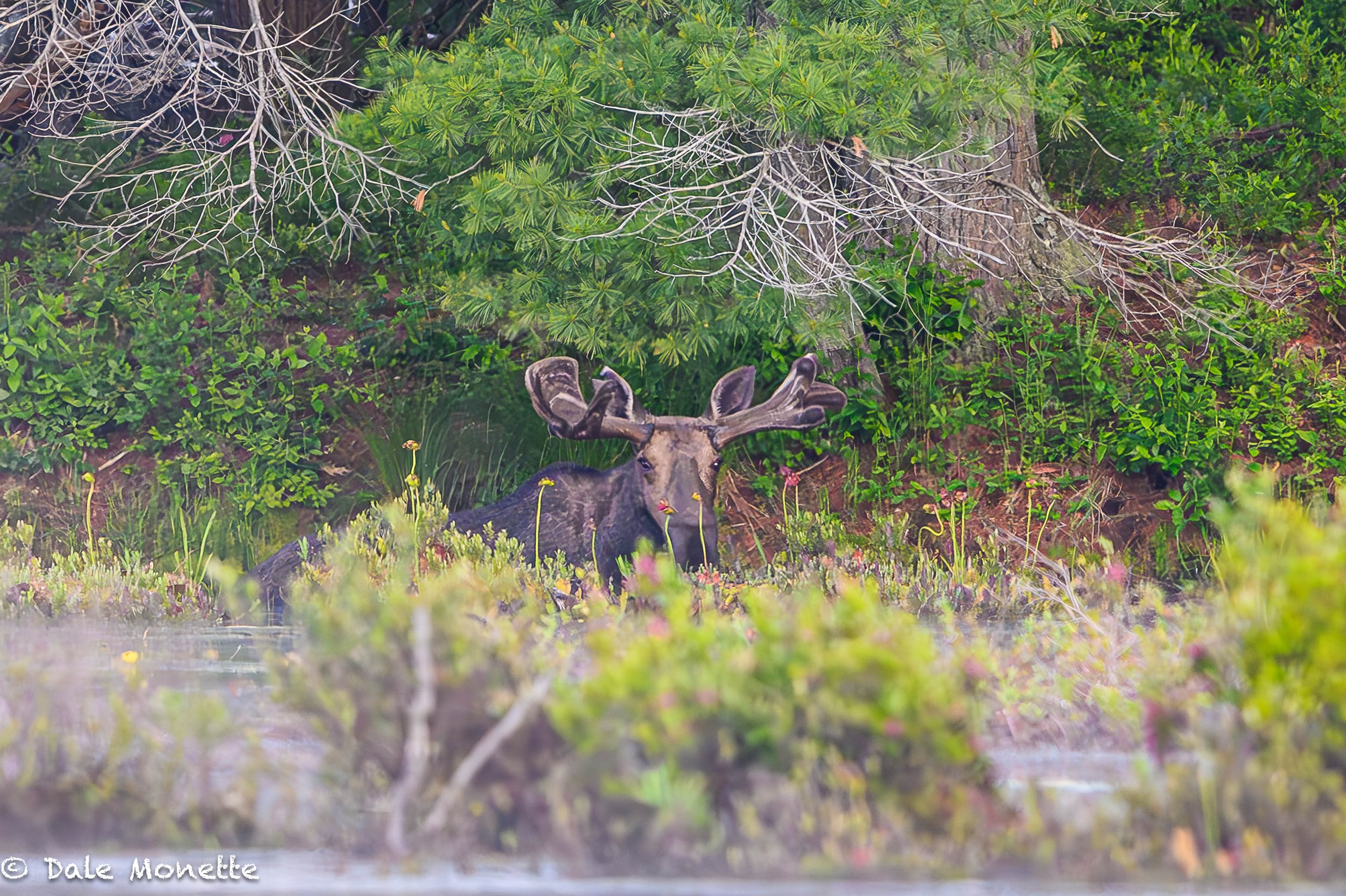   This moose I see year around. I can tell because he has a torn right ear looking like a question mark. He likes this particular pond to feed in every spring.  Note the pitcher plant buds growing in front of the moose.  