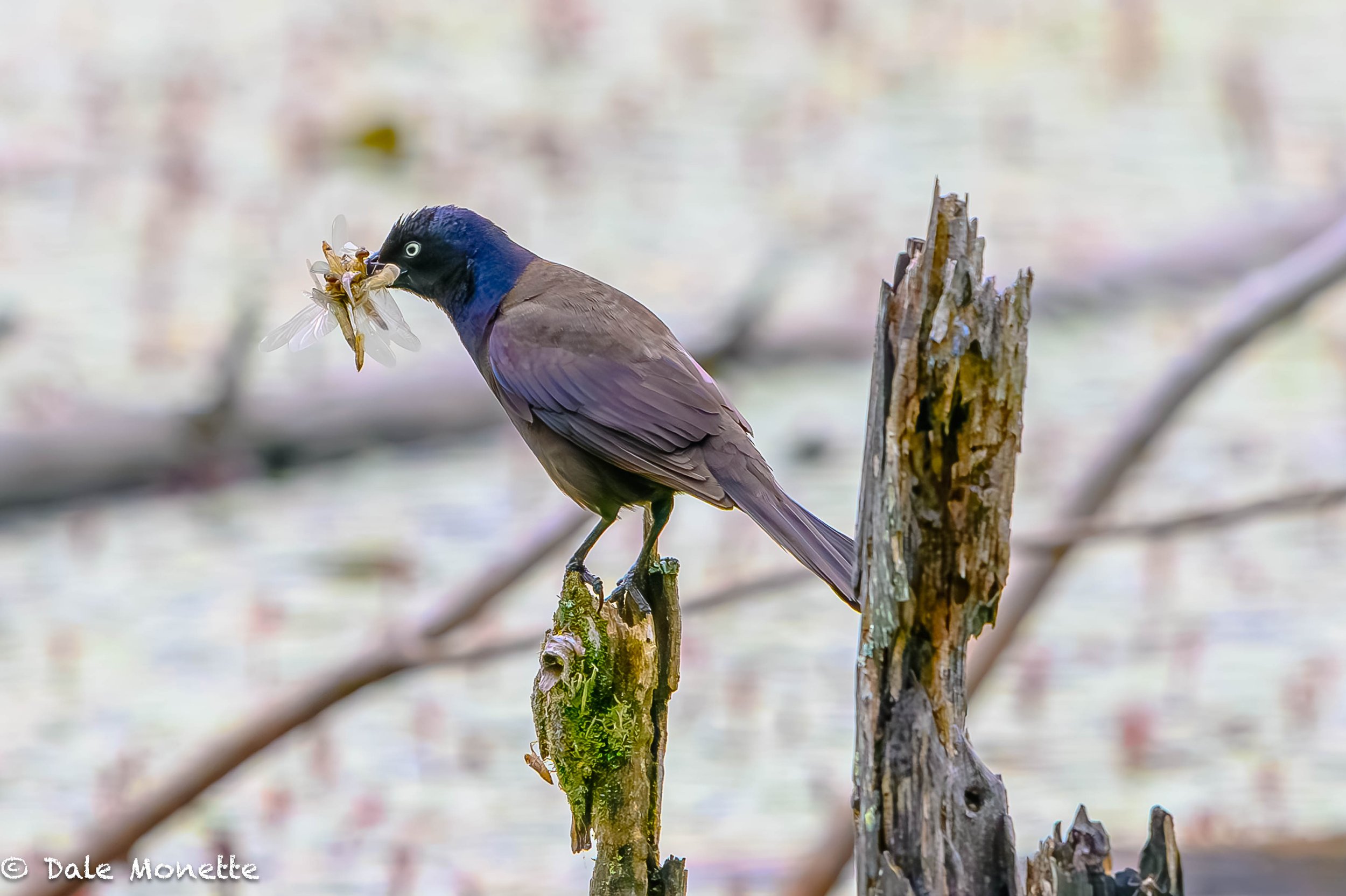   I found this common grackle hoarding these dragon flies yesterday.  It must have a nest full of chicks but how do they catch them with a mouthful already?  