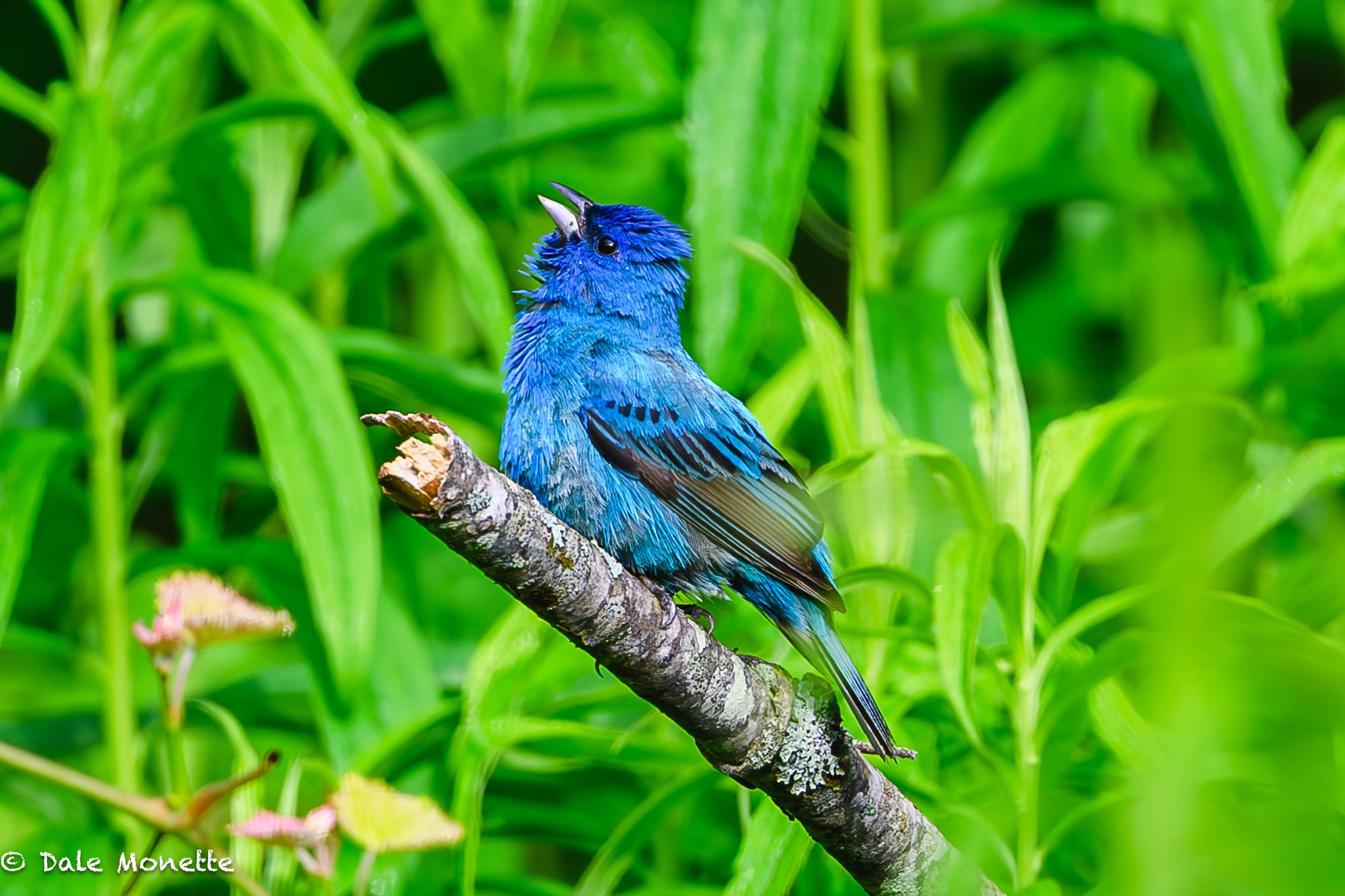   This male indigo bunting was singing his heart out but he looks a little ragged towards the end of breeding season!  