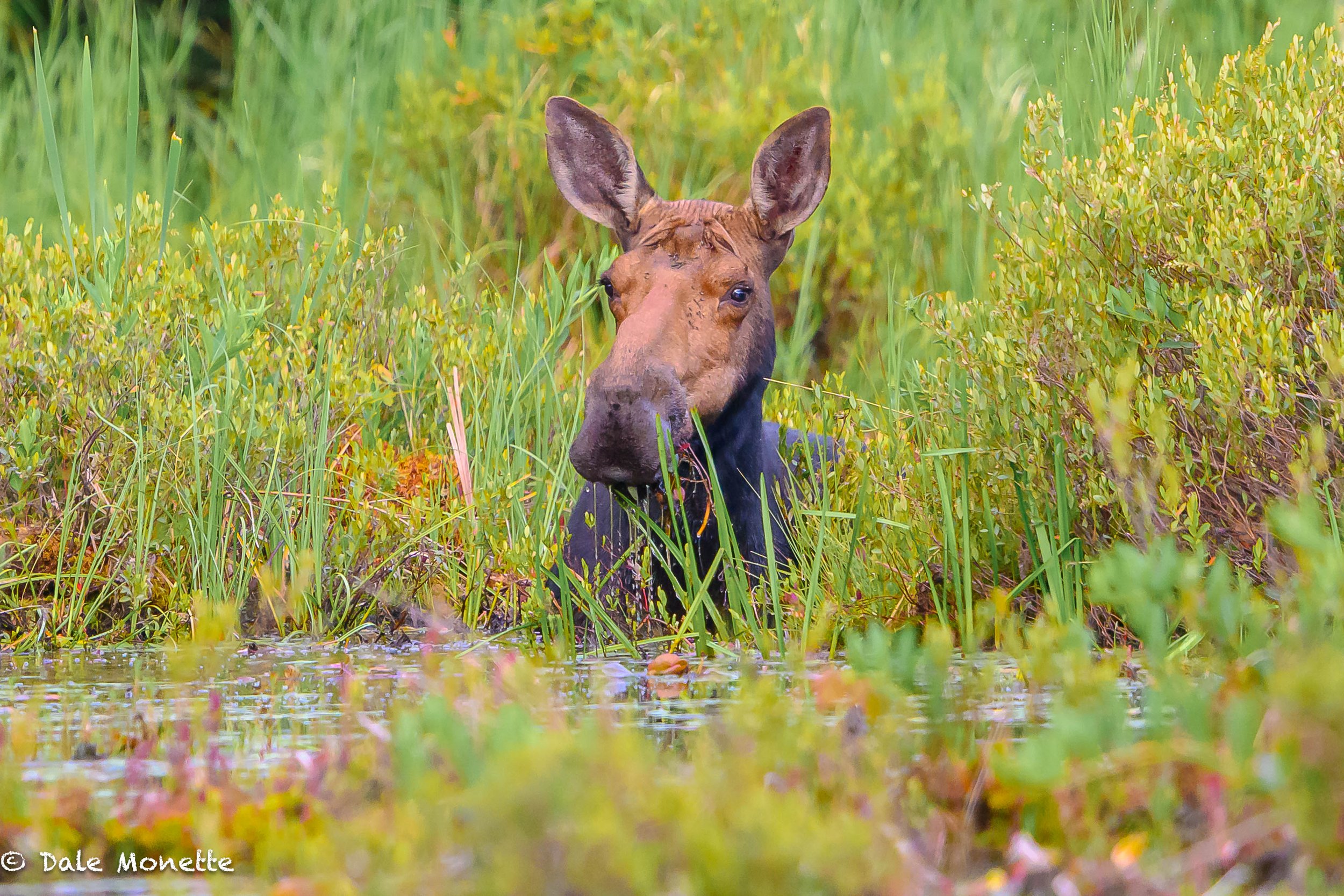   Before 5 AM early morning breakfast…the moose eats the plants and the bugs eat me !  