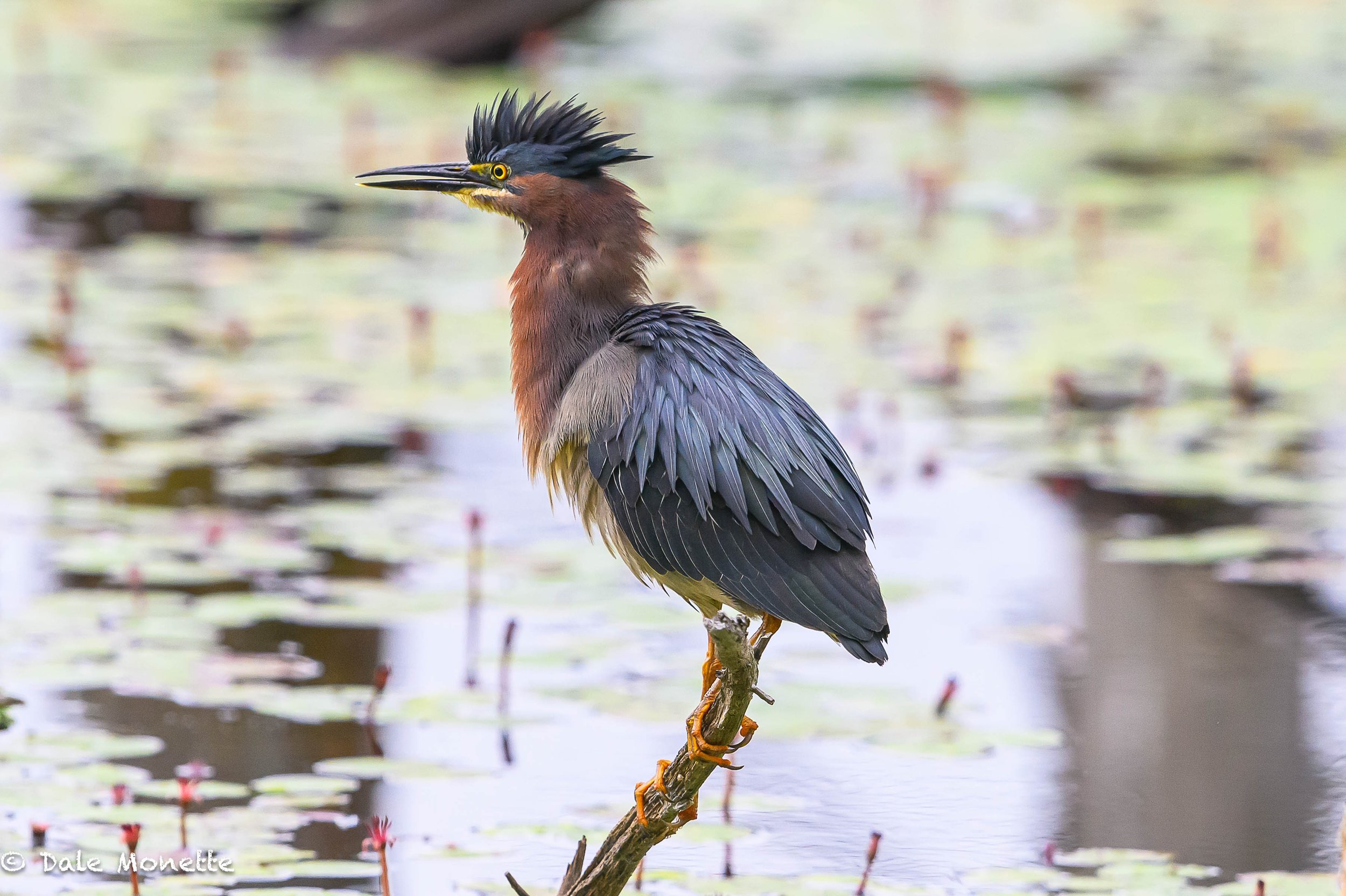   Green Heron,  getting ready for more hunting.  