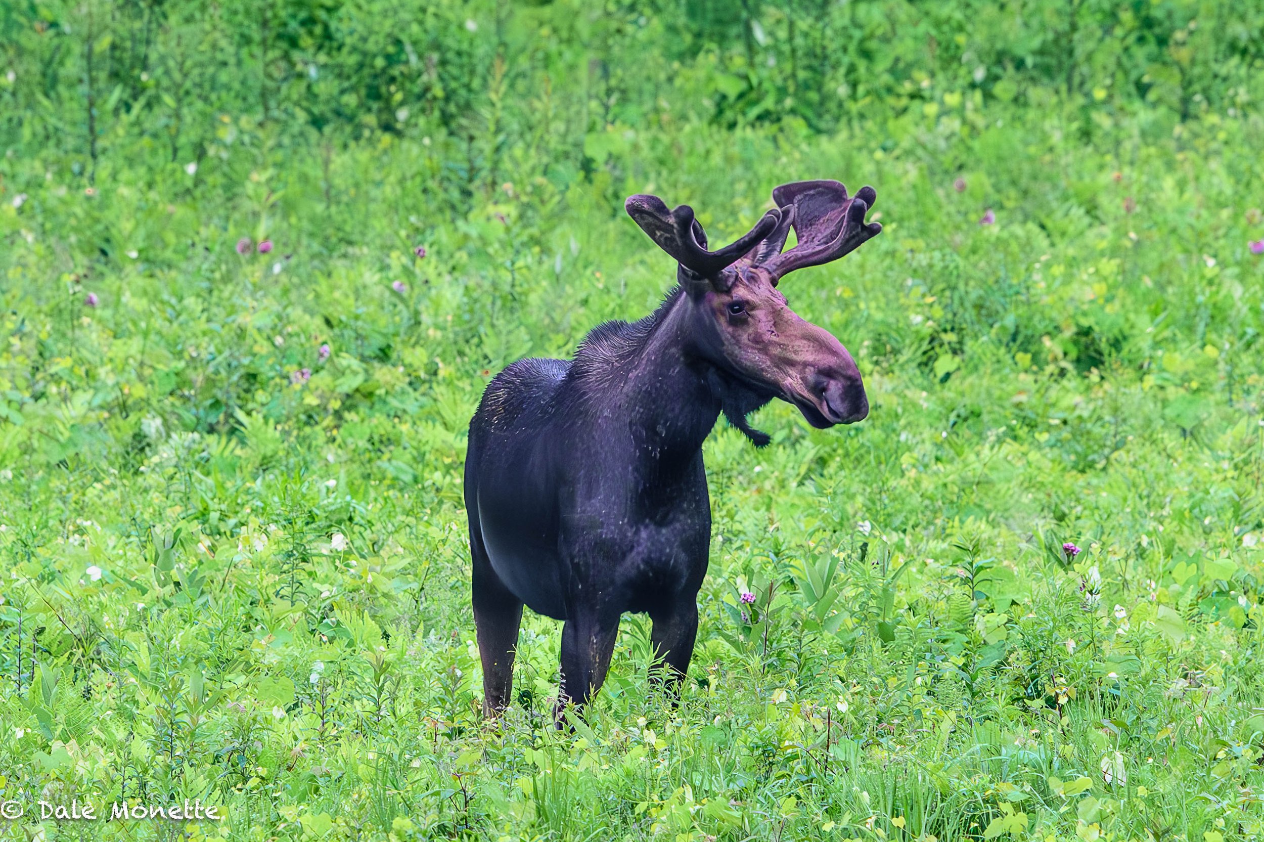   A July 4th bull moose out standing in his field!     
