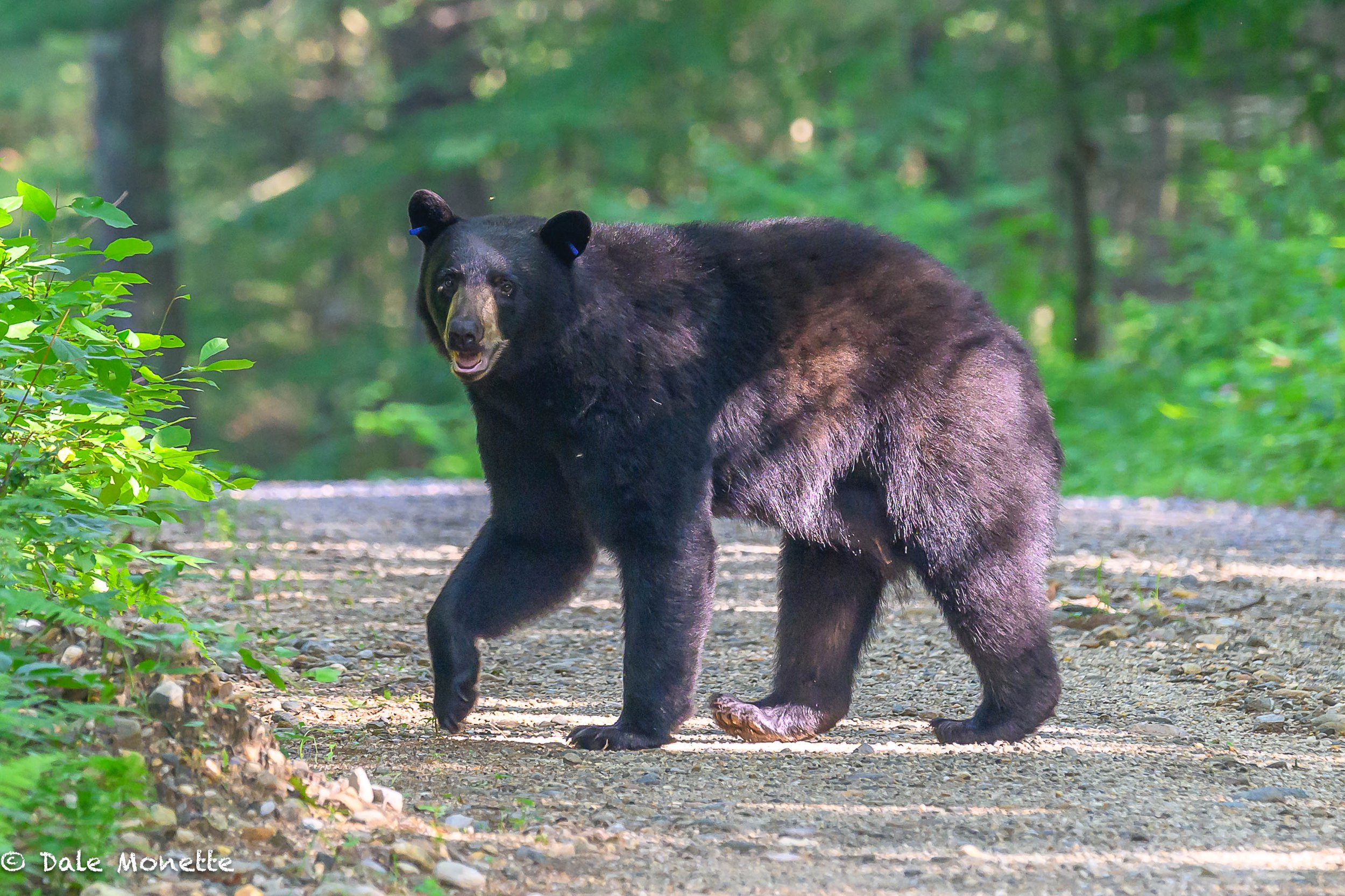   Here is an ear tagged bear that MassWildlife tagged. He was hanging around a spot near the edge of a dirt rd in New Salem not to far from my house.  He was very obliging to me as I opened the car door stood up with my camera and made this photo fro
