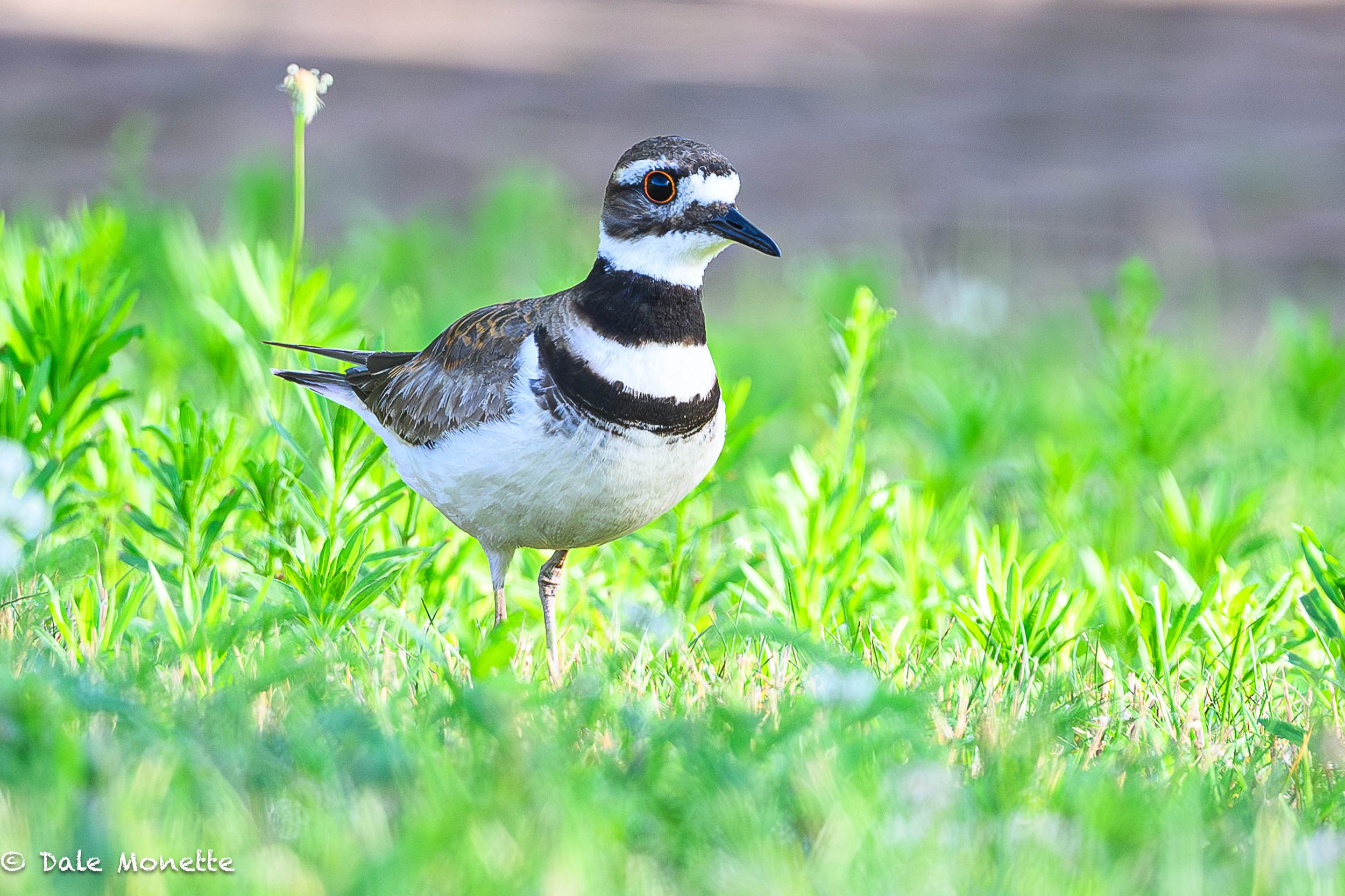   I found this killdeer feeding on the lawn at the Millers River Riverside Park in Orange a few days ago.  These plovers are fun to watch and I dont usually get this close.  