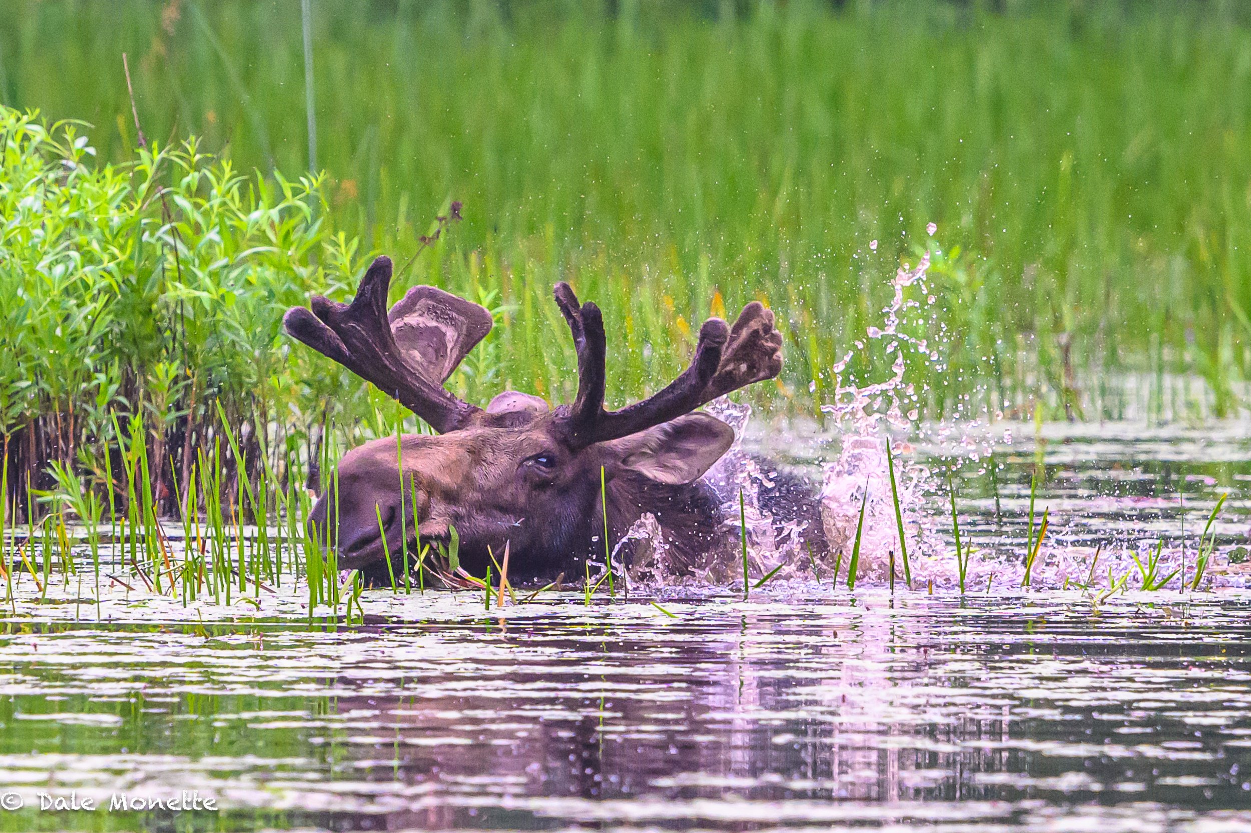   This bull moose was having a bad day with thousands of moose flies buzzing around him.  
