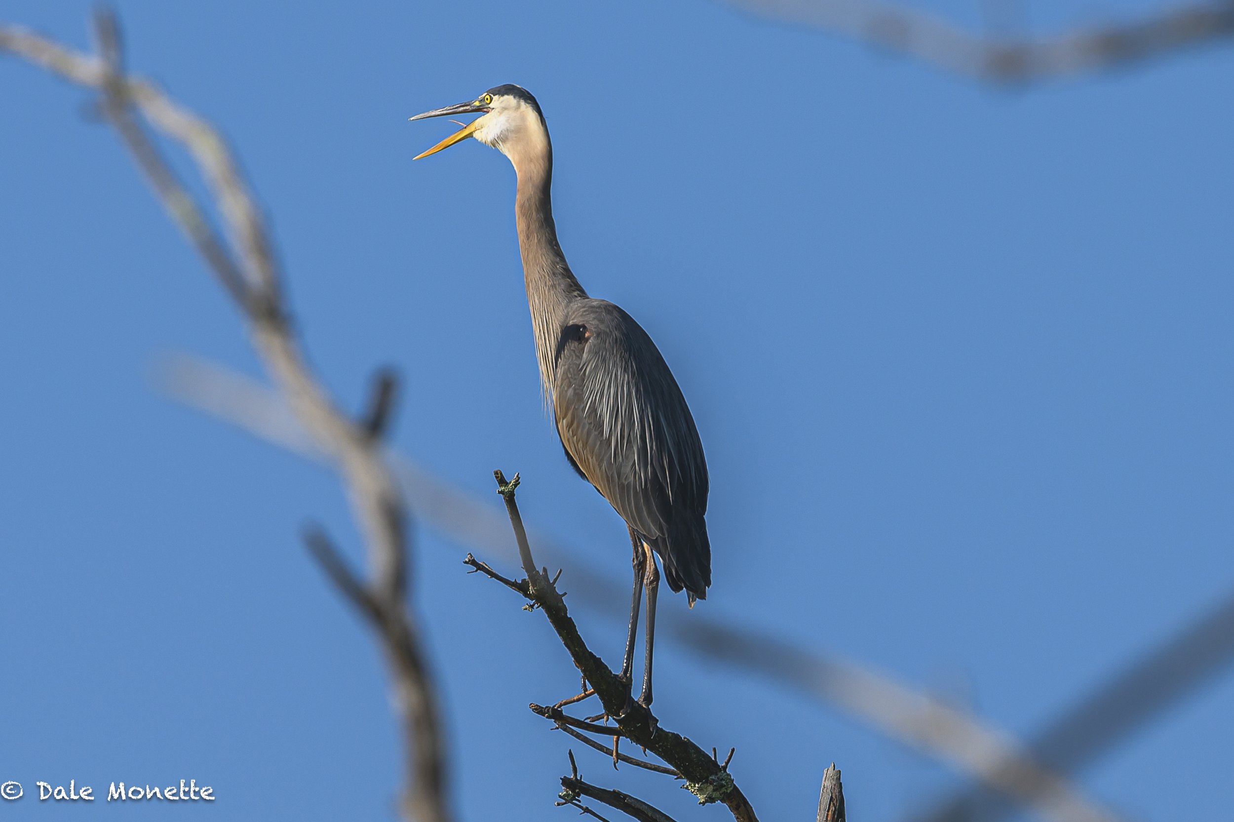   Even the great blue herons are having problems with the heat and humidity today…  