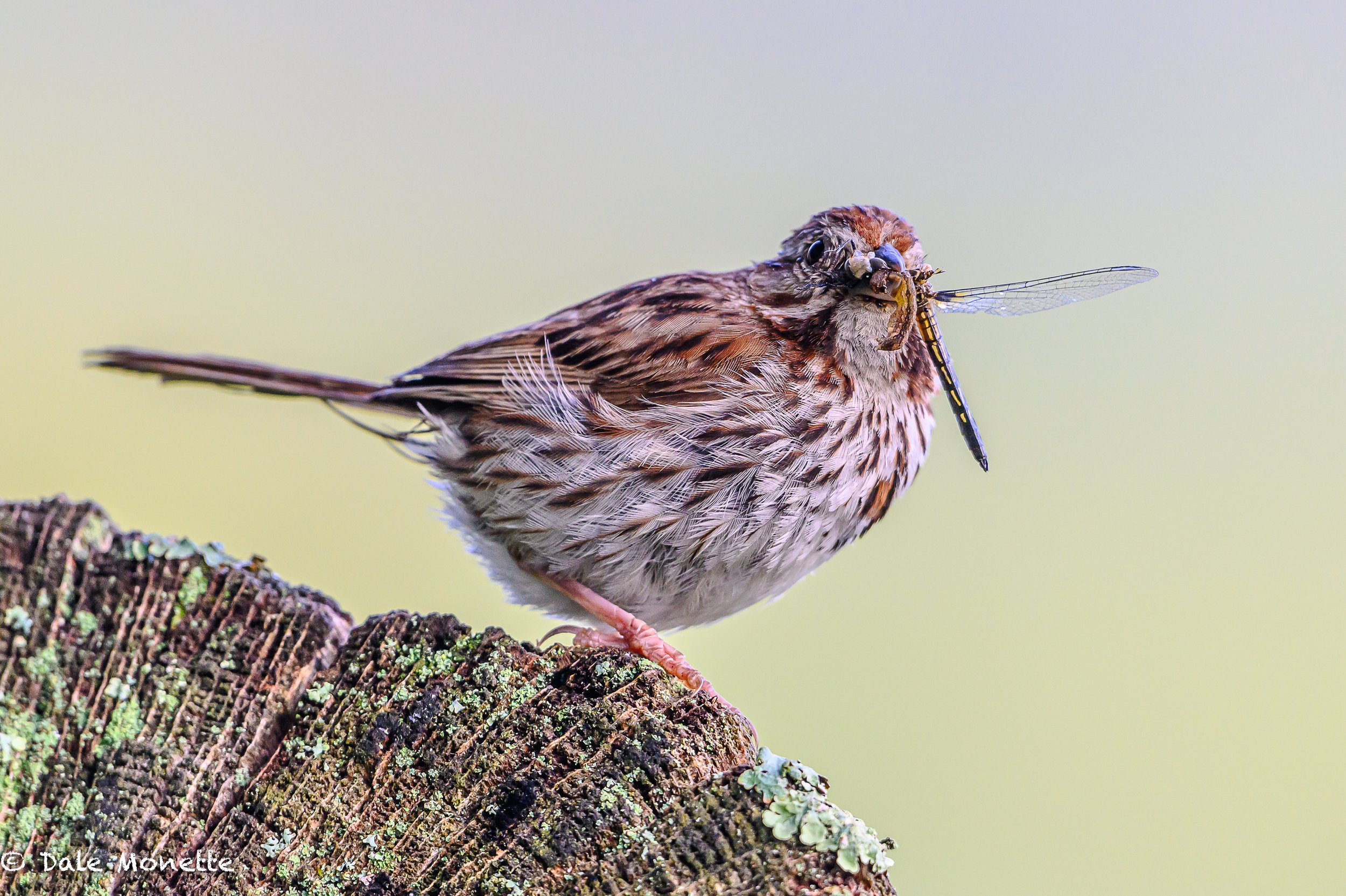   How these birds can cram so much into their beaks is beyond me let alone catch one with another bug still in its beak.  This song sparrow has a caterpillar and a dragon fly.   (taken at 25 feet away with s Nikon 600mm f4 lena) 