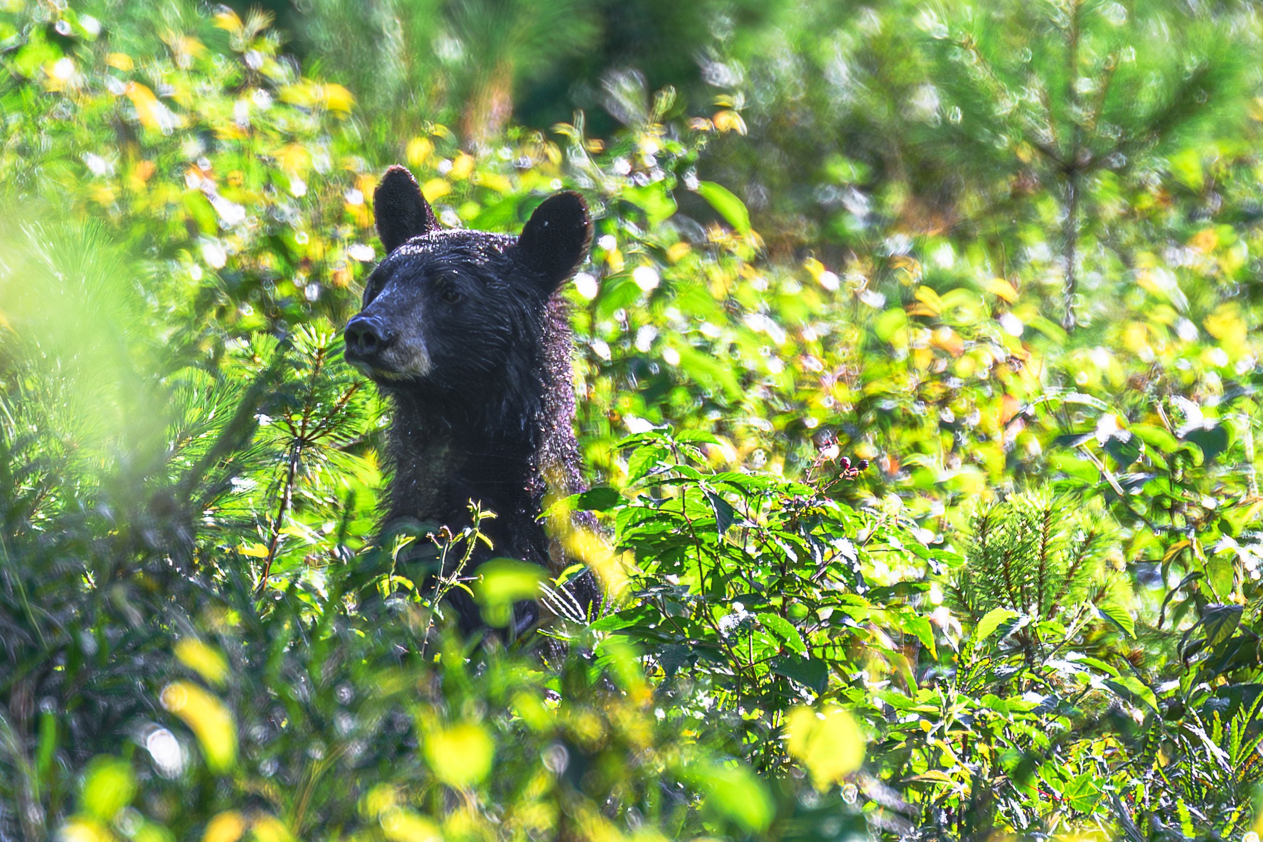   I found this medium size black bear eating blackberries with a cub I couldn’t see until it climbed a large pine tree.  Both bears were soaked from the previous nights heavy rain.  