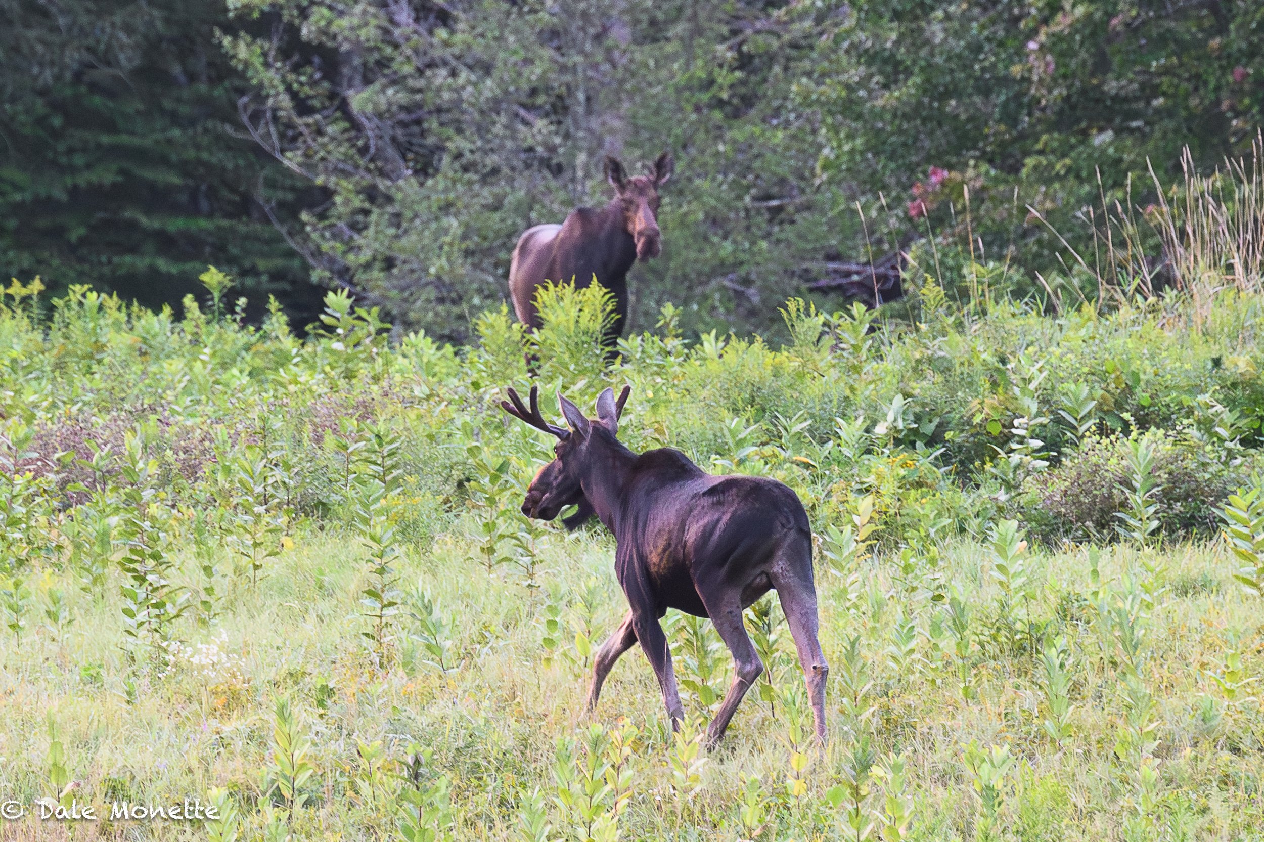  The first moose I have run into since July. … the hot muggy weather must be bothering them and keeping them bedded down during the day.  