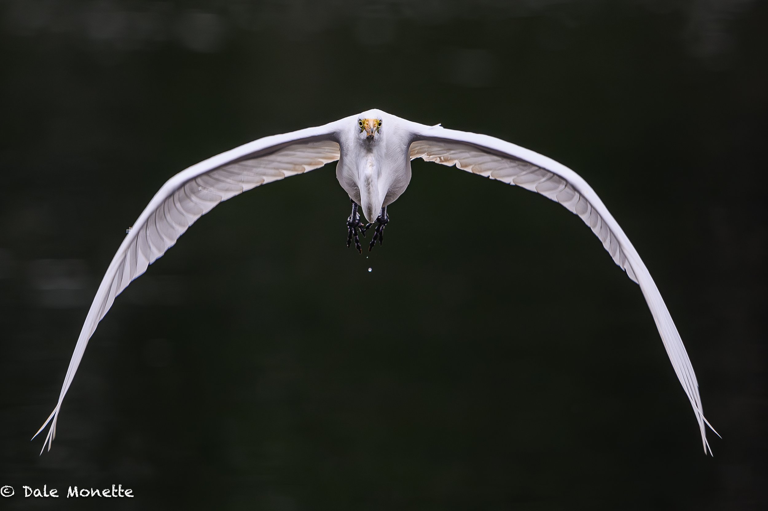   Great egret, flying right at me on the CT River. Nikon 600mm lens with a Nikon Z9 camera…..  
