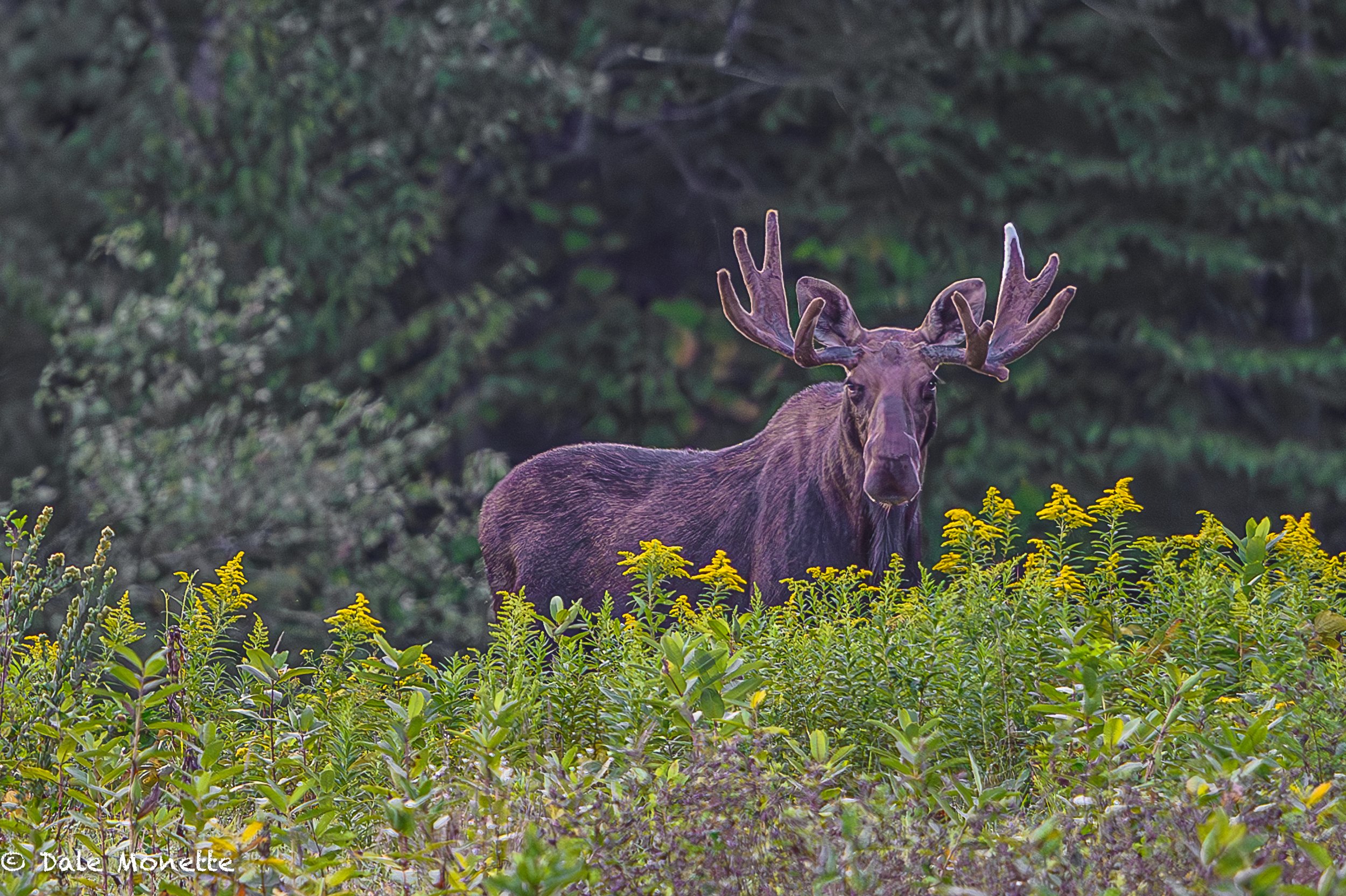   I celebrated Labor Day by laboring away over a hot camera taking this picture of this boss bull moose at sunrise !  :)  