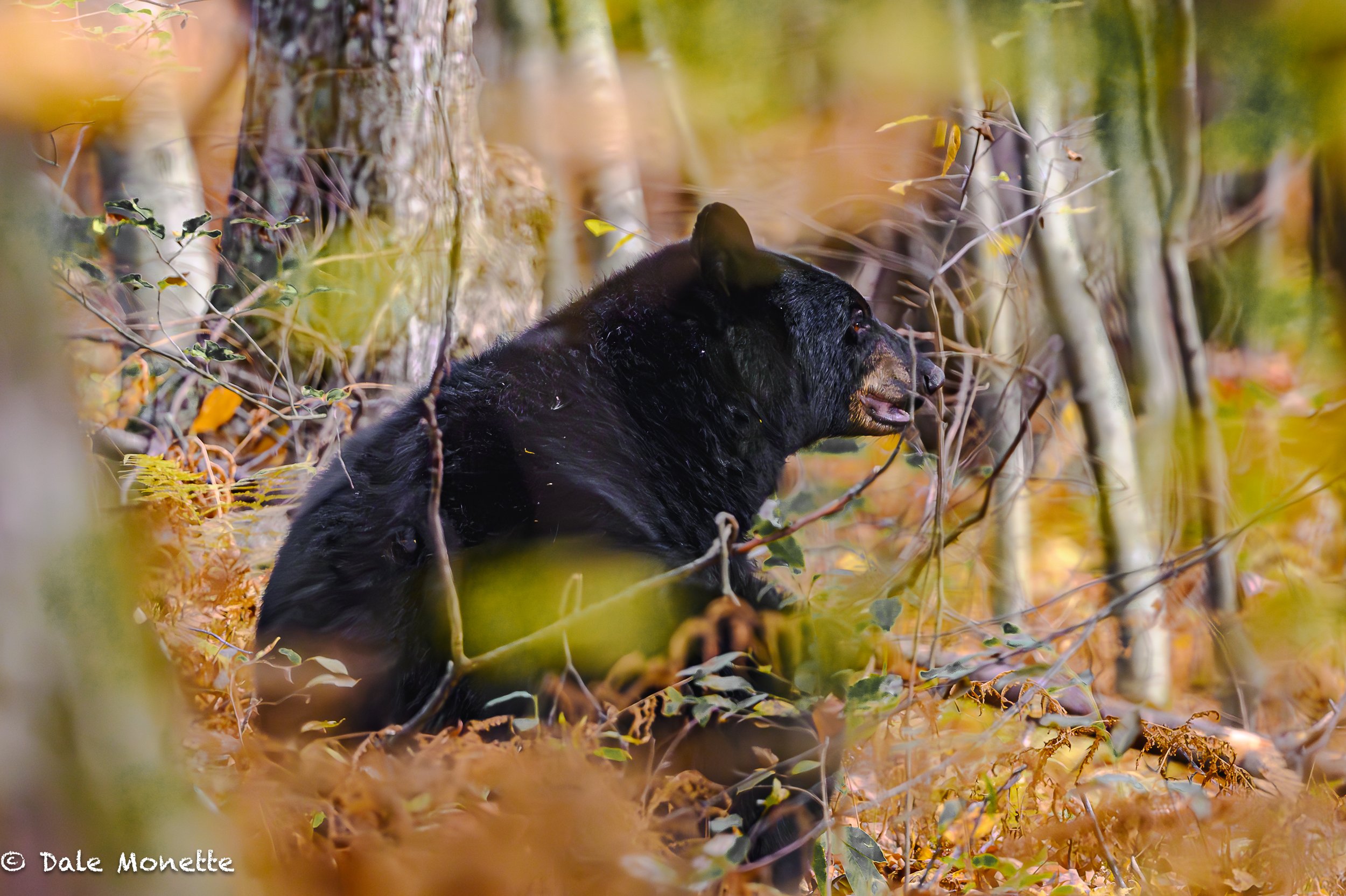   Bears are bulking up for the coming winter. This one was intent of scarfing up something on the ground that really kept his interest. He had no clue I was in the trail watching with my telephoto lens.  