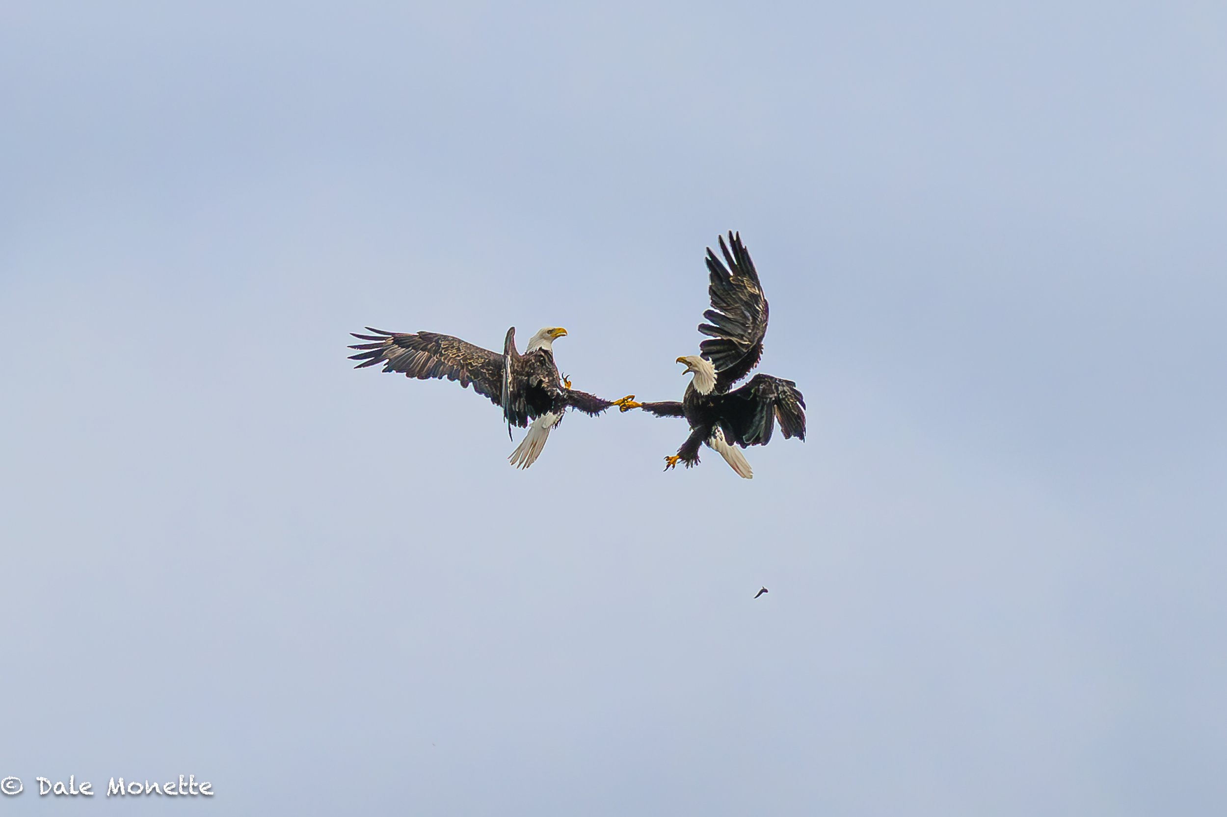   The continuation of the fish fight from the  photo you will encounter next  