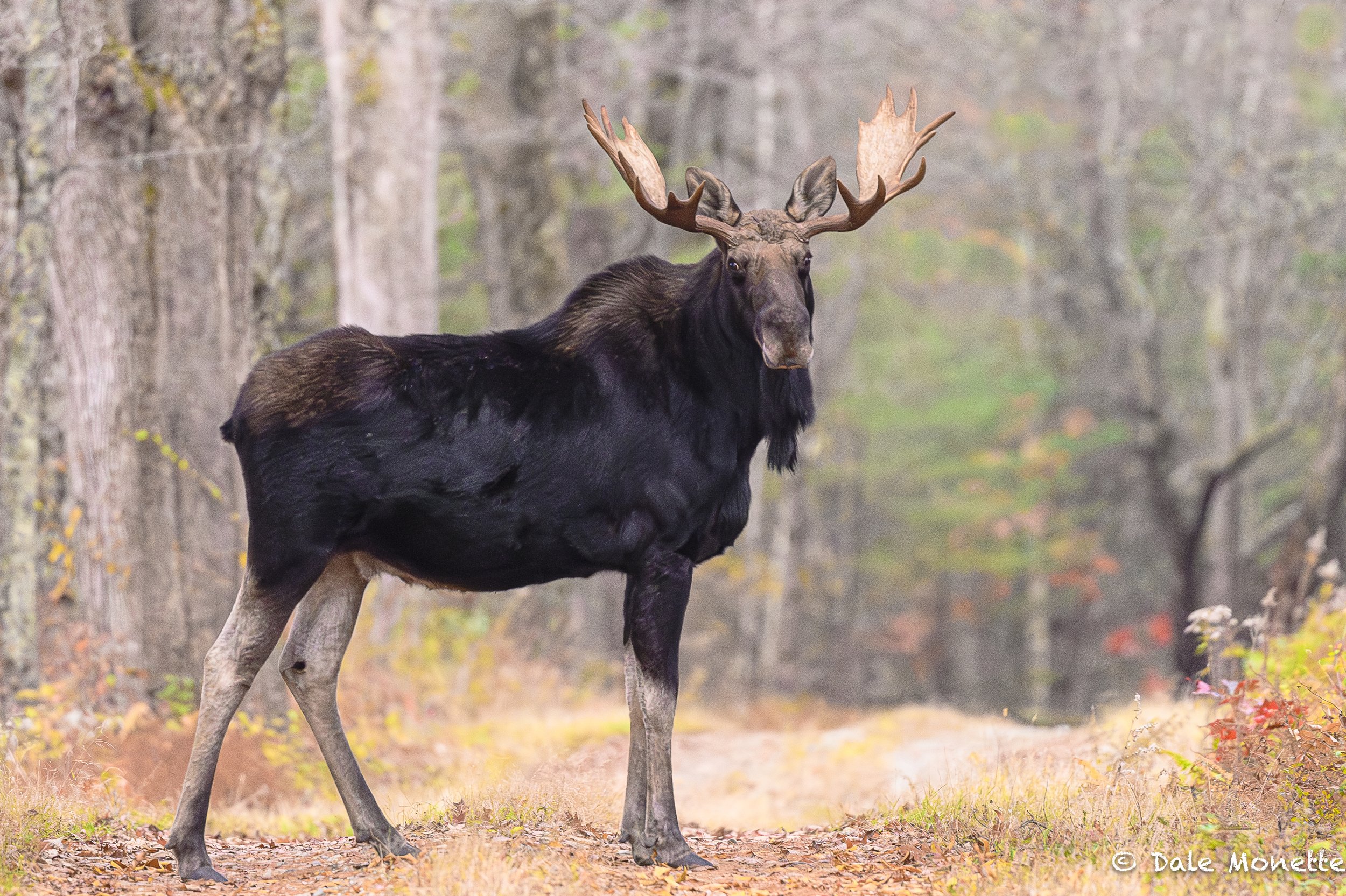   No words for this guy…..Another Quabbin beauty.  November 1st, 2023  