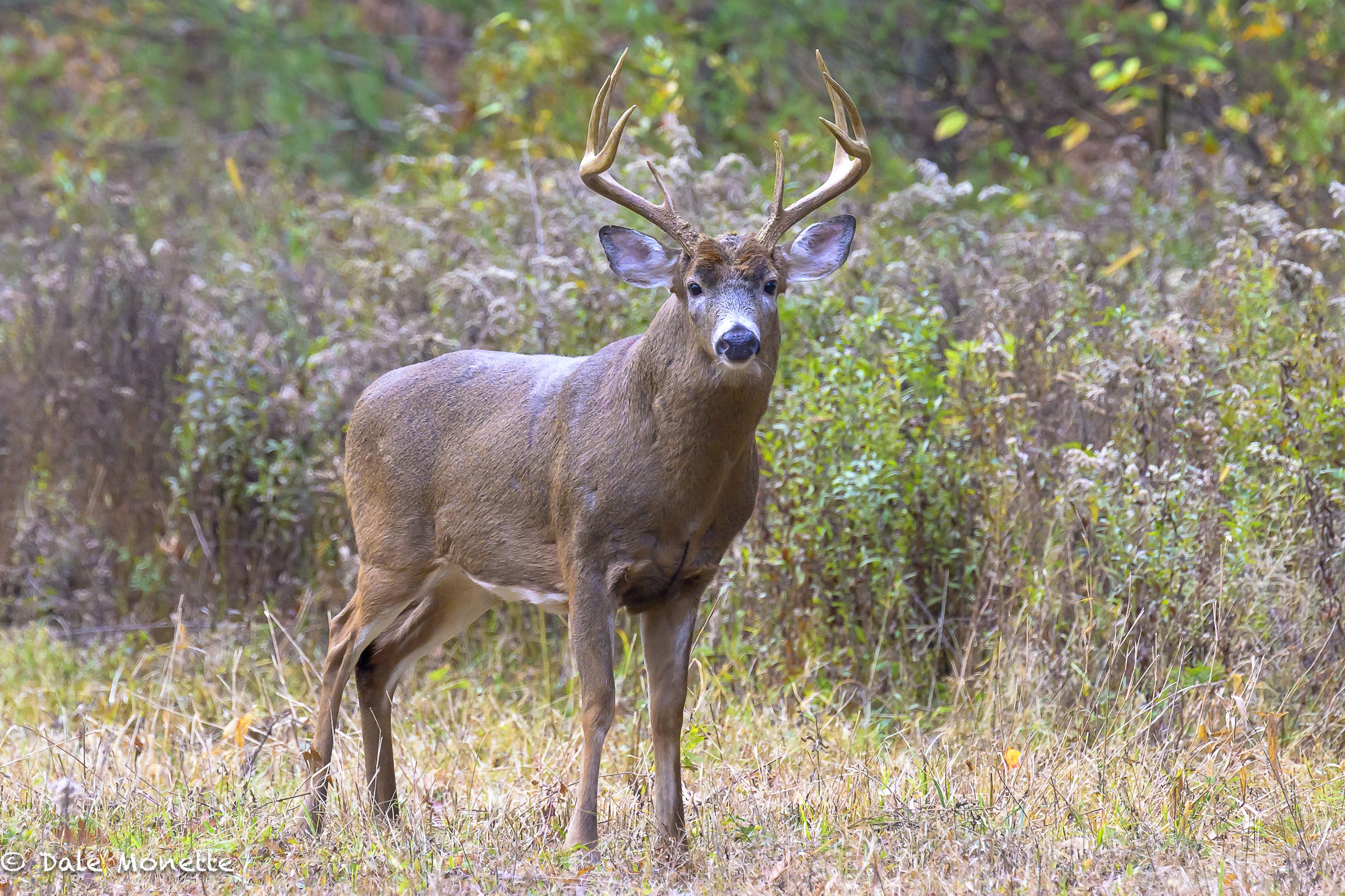   Heres a change !  A white tail deer instead of a bull moose !    