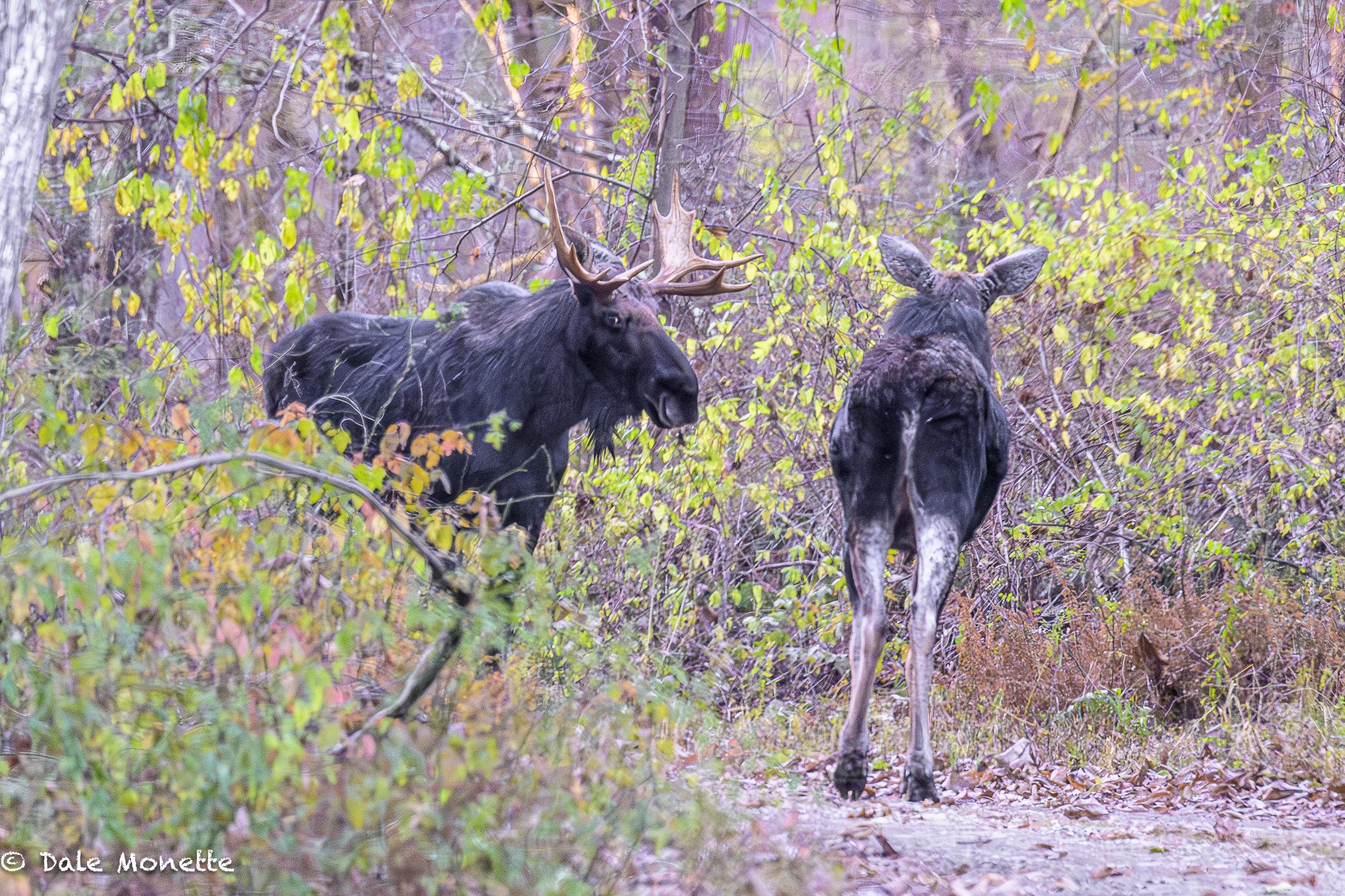   Surprise !  Early this morning I found this female moose just standing in the road looking around, and out popped a large bull !    