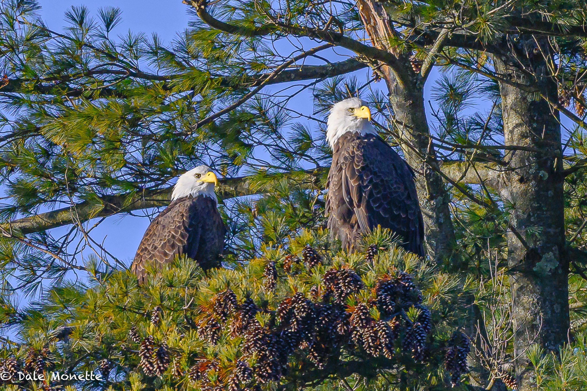   A great way to start 2024.  This resident pair of bald eagles at the power canal in Turners Falls, MA chirping at each other in the morning sun.  