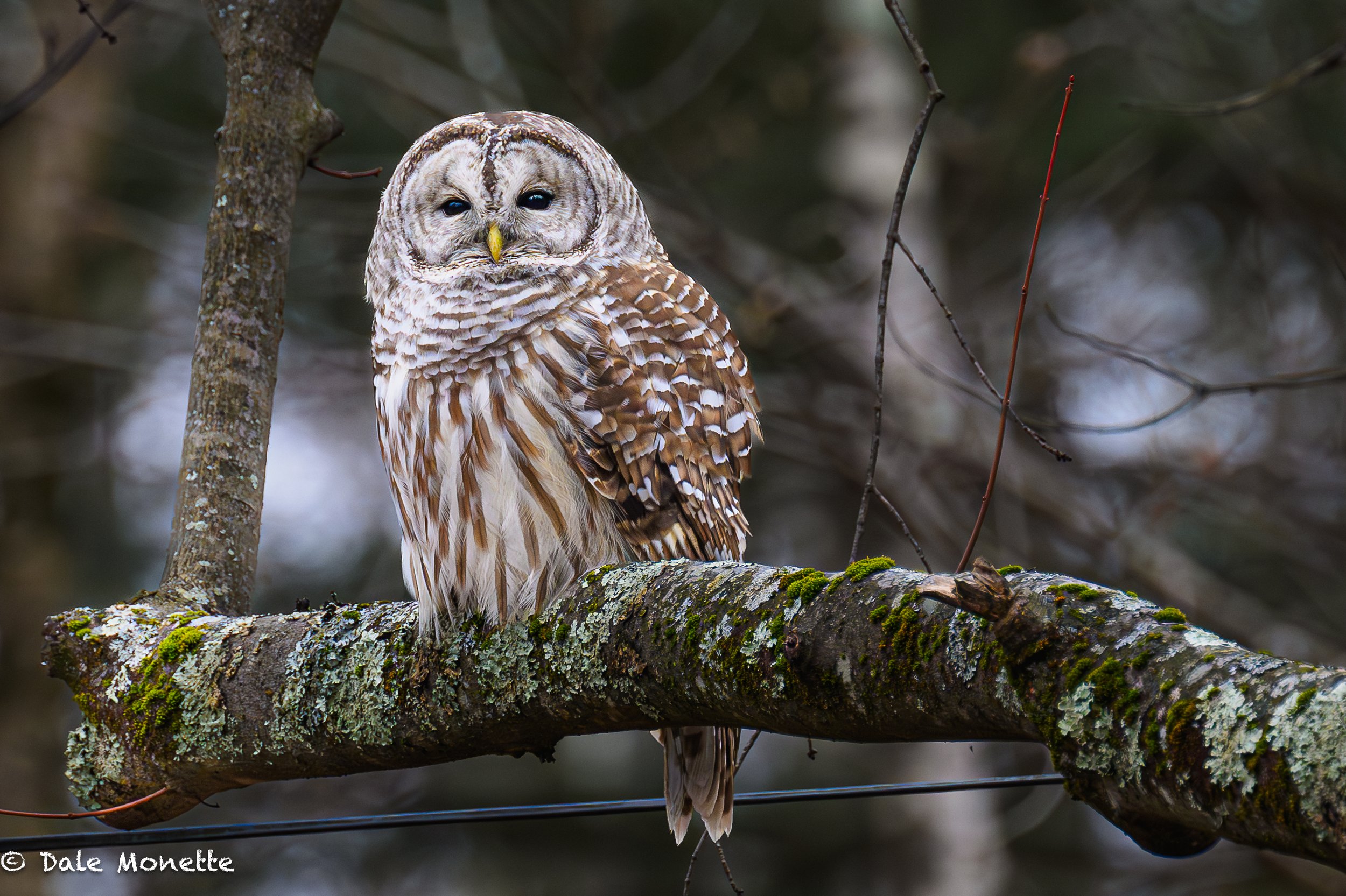   Our resident barred owl we see almost every day in our yard….  I couldn’t resist this shot today.  It sat for 3 hours!    